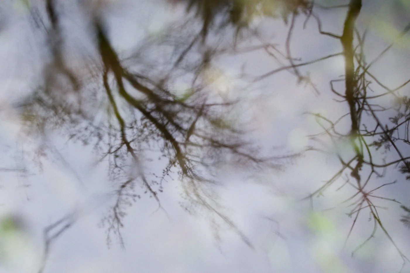Reflection of trees in a vernal pool