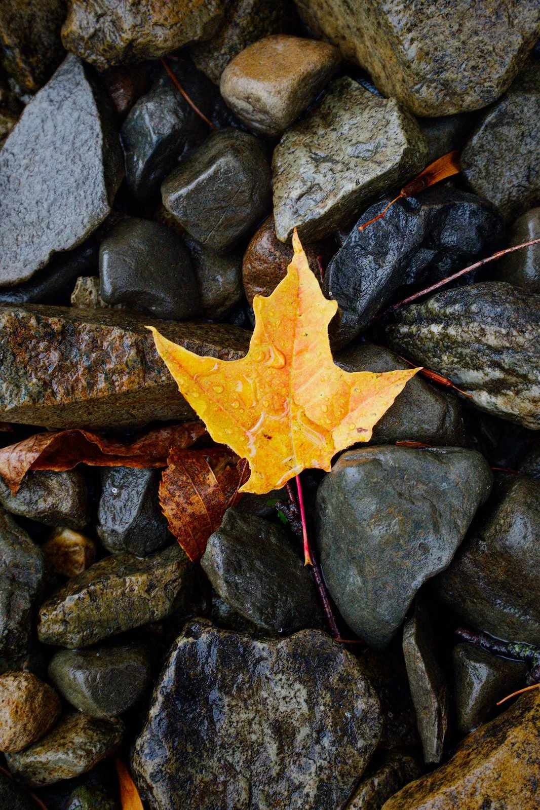 Orange maple leaf on rocks