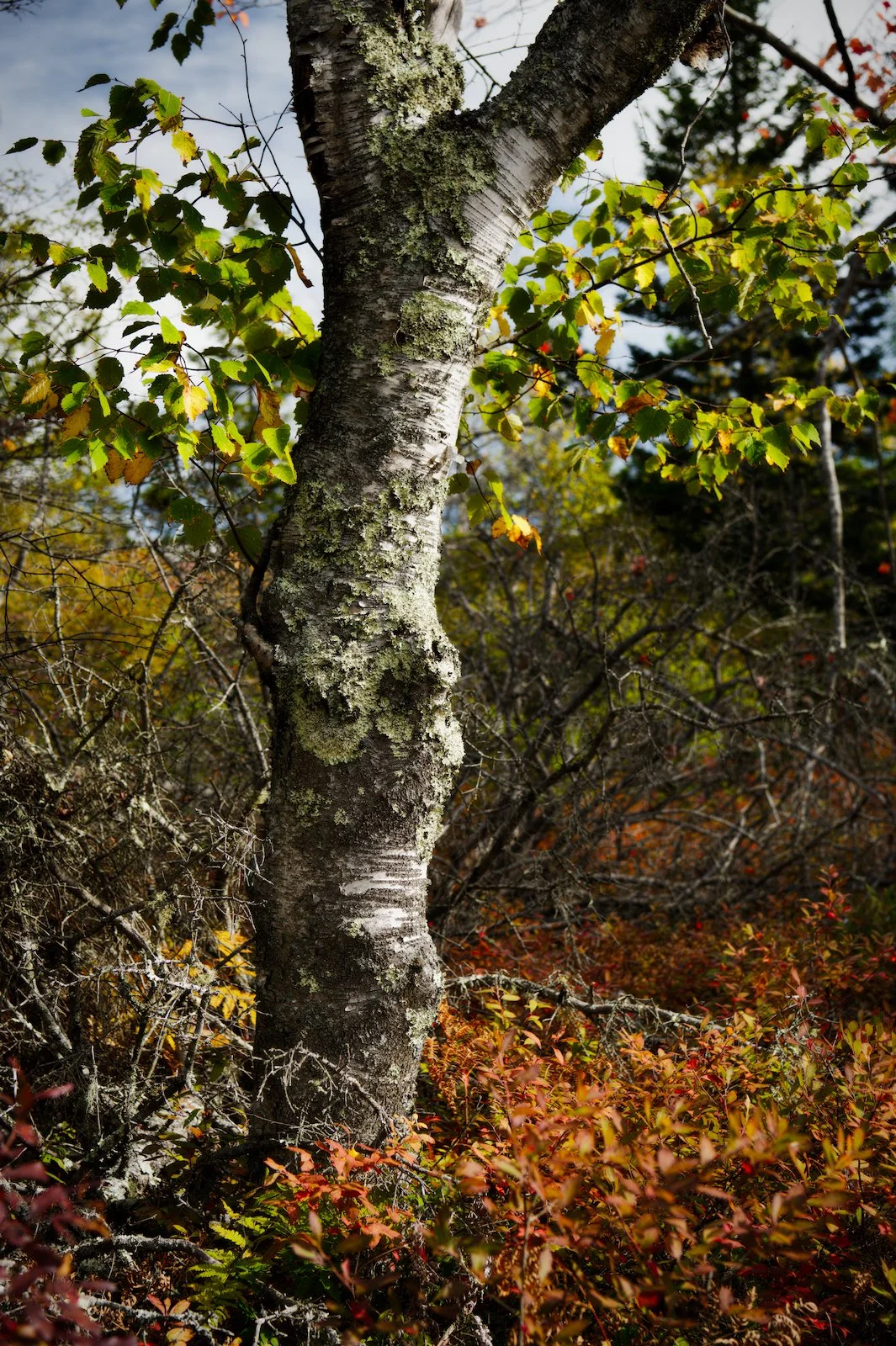Aged birch in the fall.