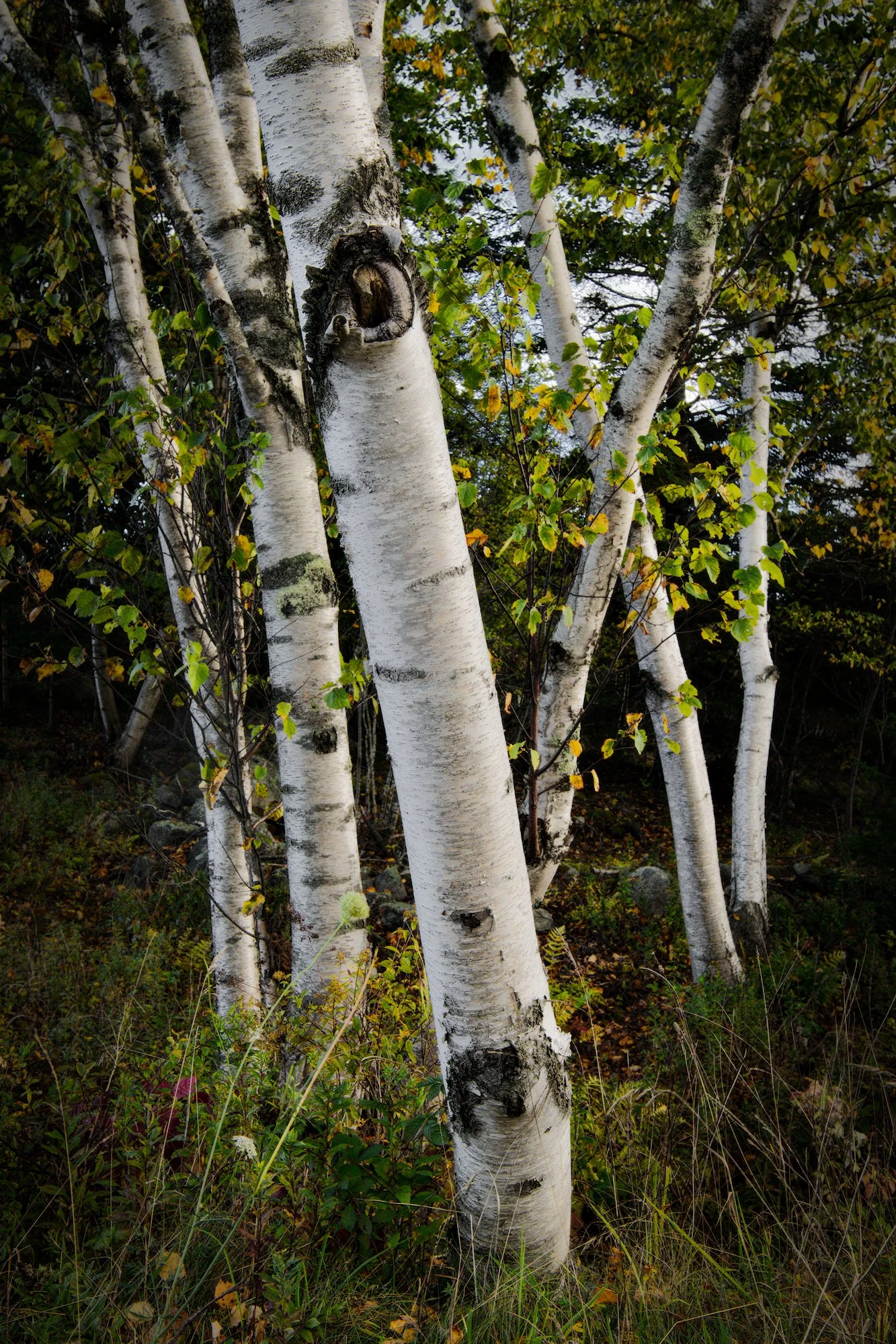 Birches at the forest margin