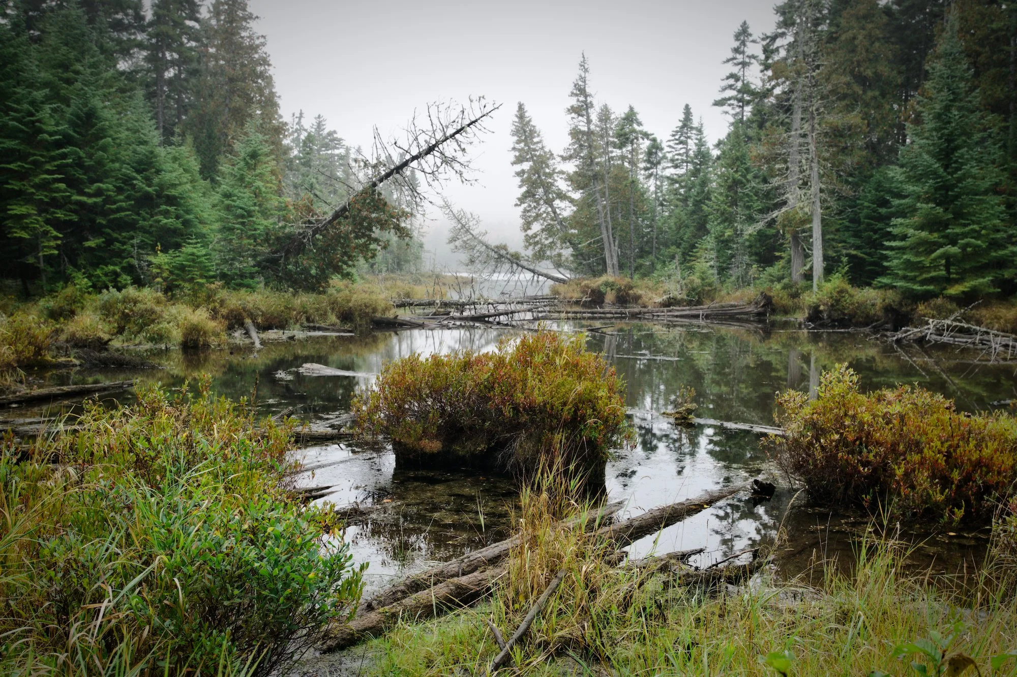 Dwelley Pond in the mist, Baxter State Park