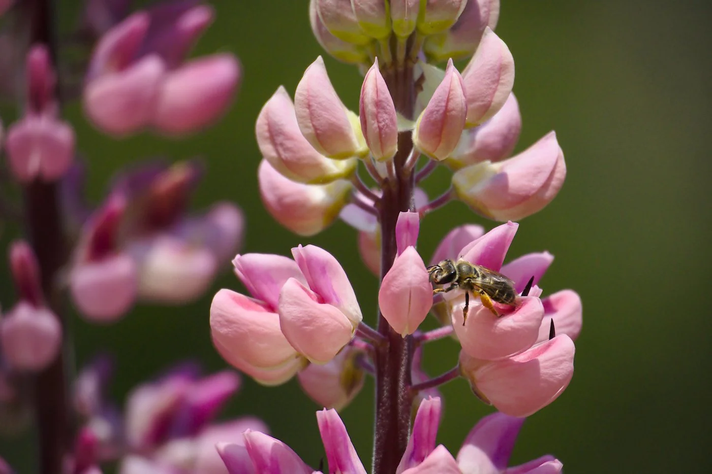 Lupine flower with polinator