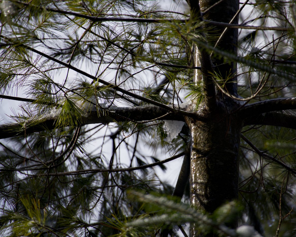 Pine tree glazed with ice