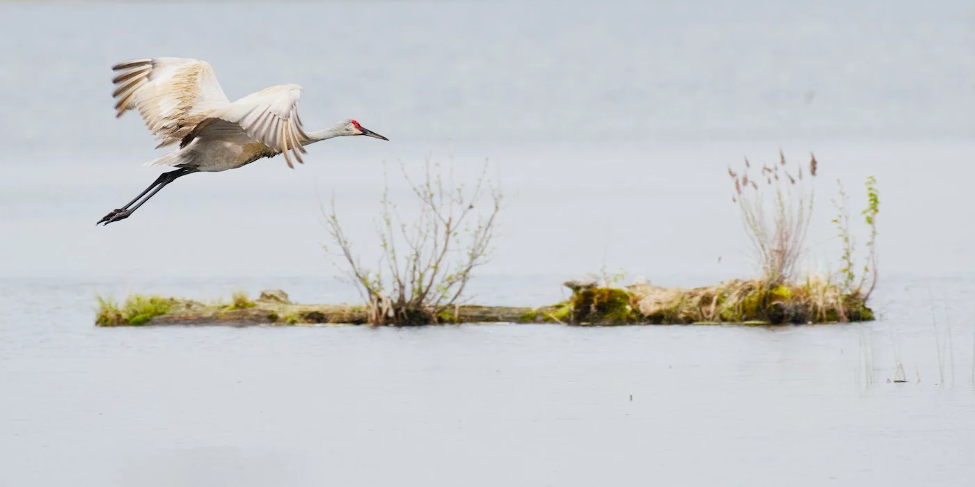 Sandhill Crane over lake