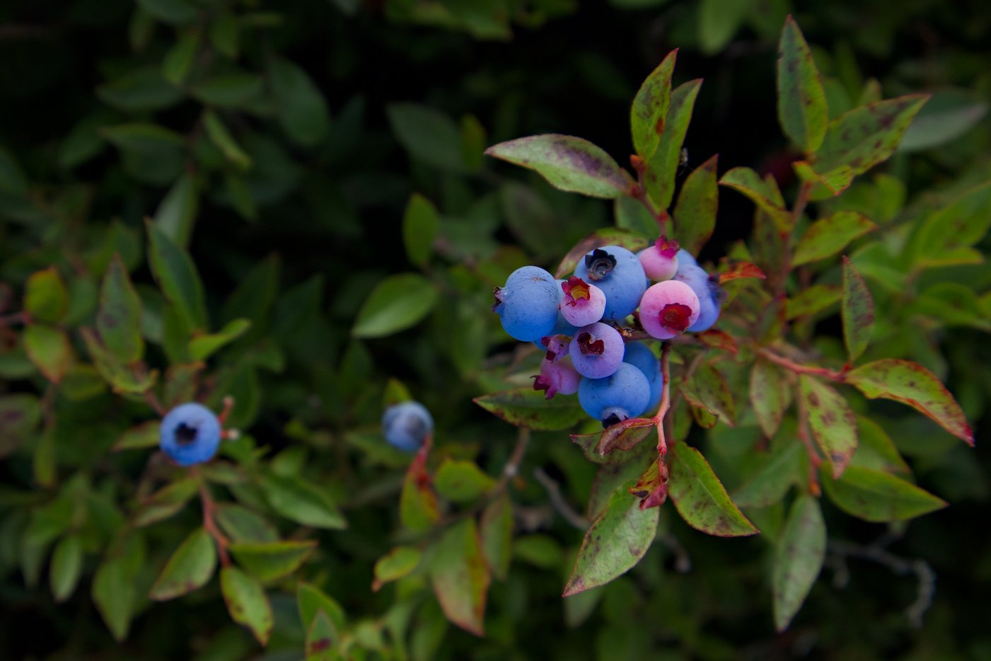 Blueberry cluster