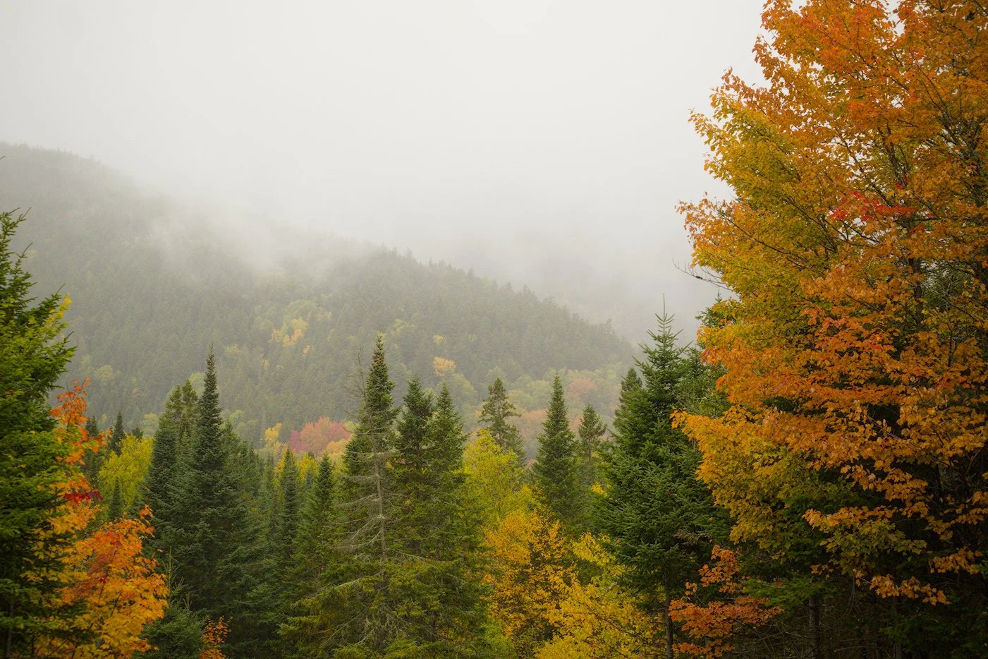Rainy fall morning, western Maine