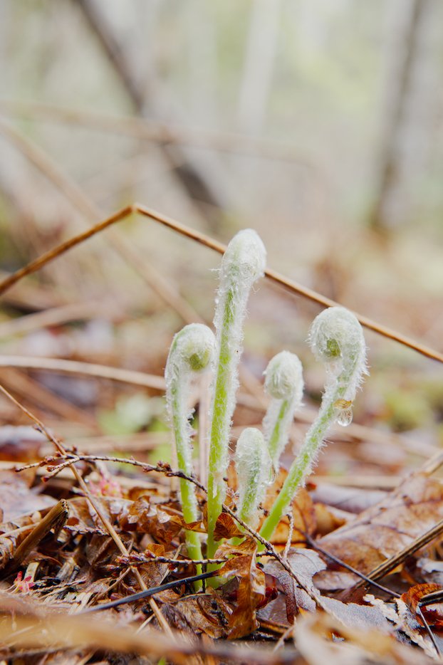 Young ferns in spring
