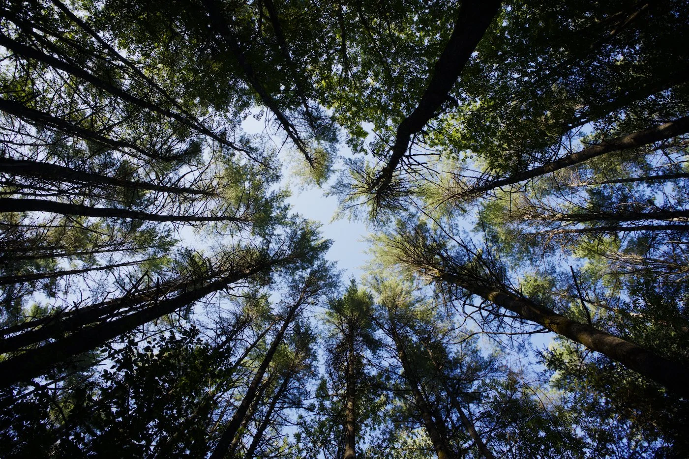 Looking up, pine forest