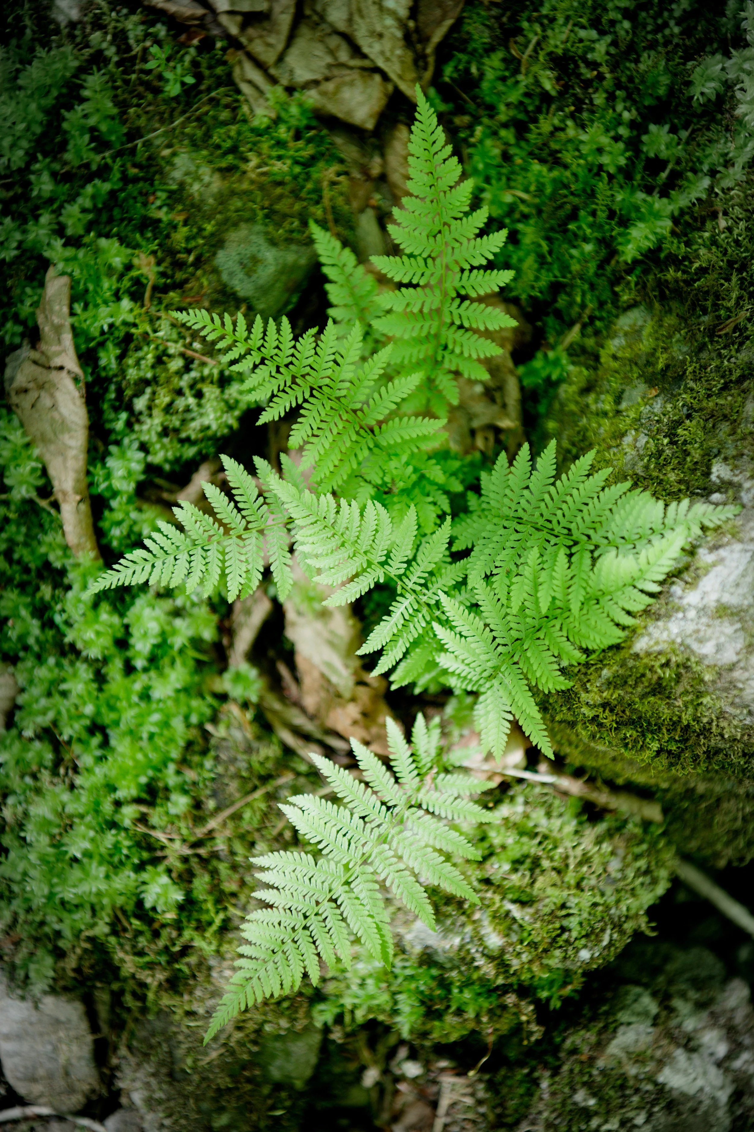 Ferns