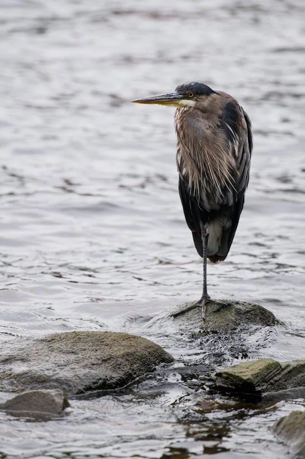 Contemplative heron