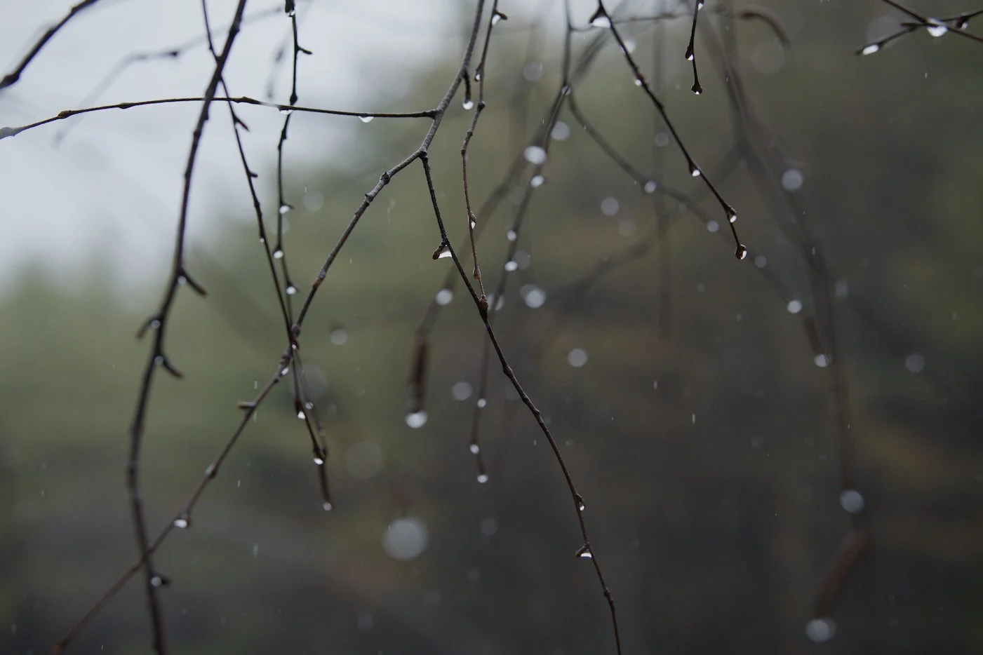 Raindrops on twigs