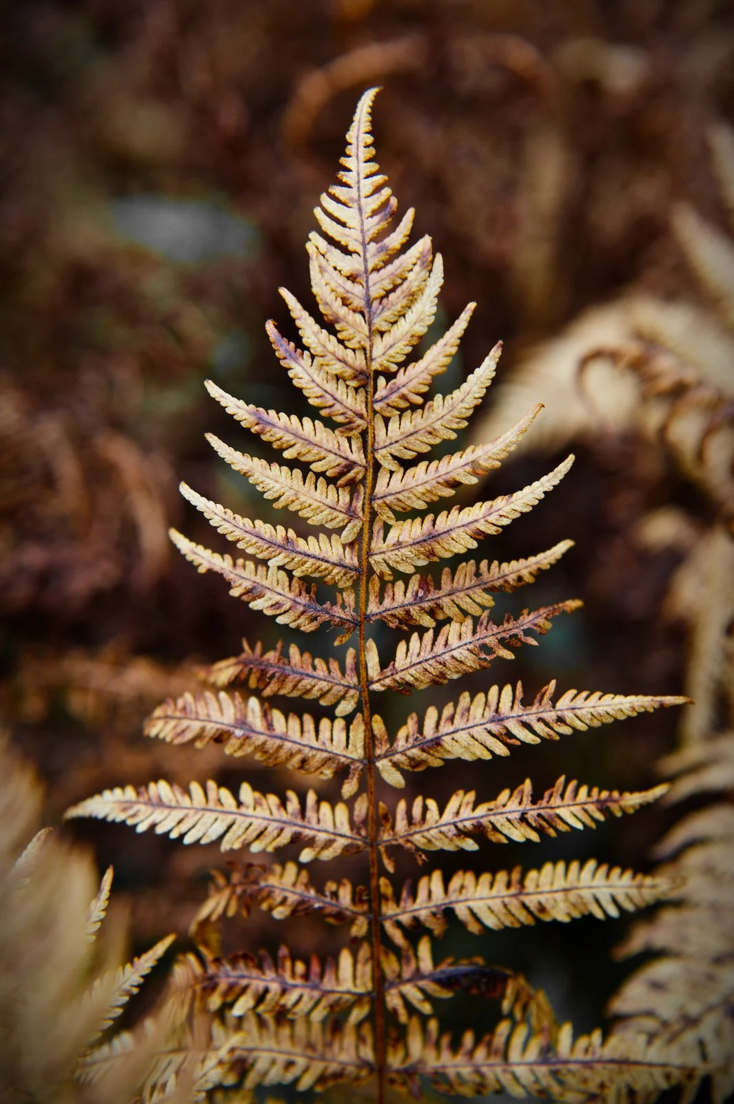 Fall fern frond