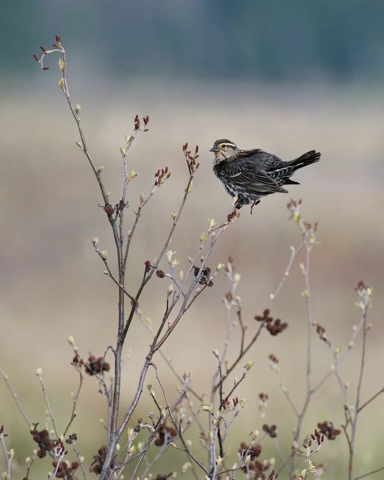 Bird perched in marsh