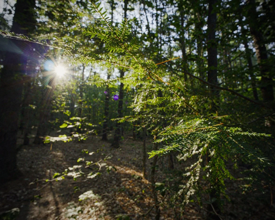 Hemlock woods near sunset