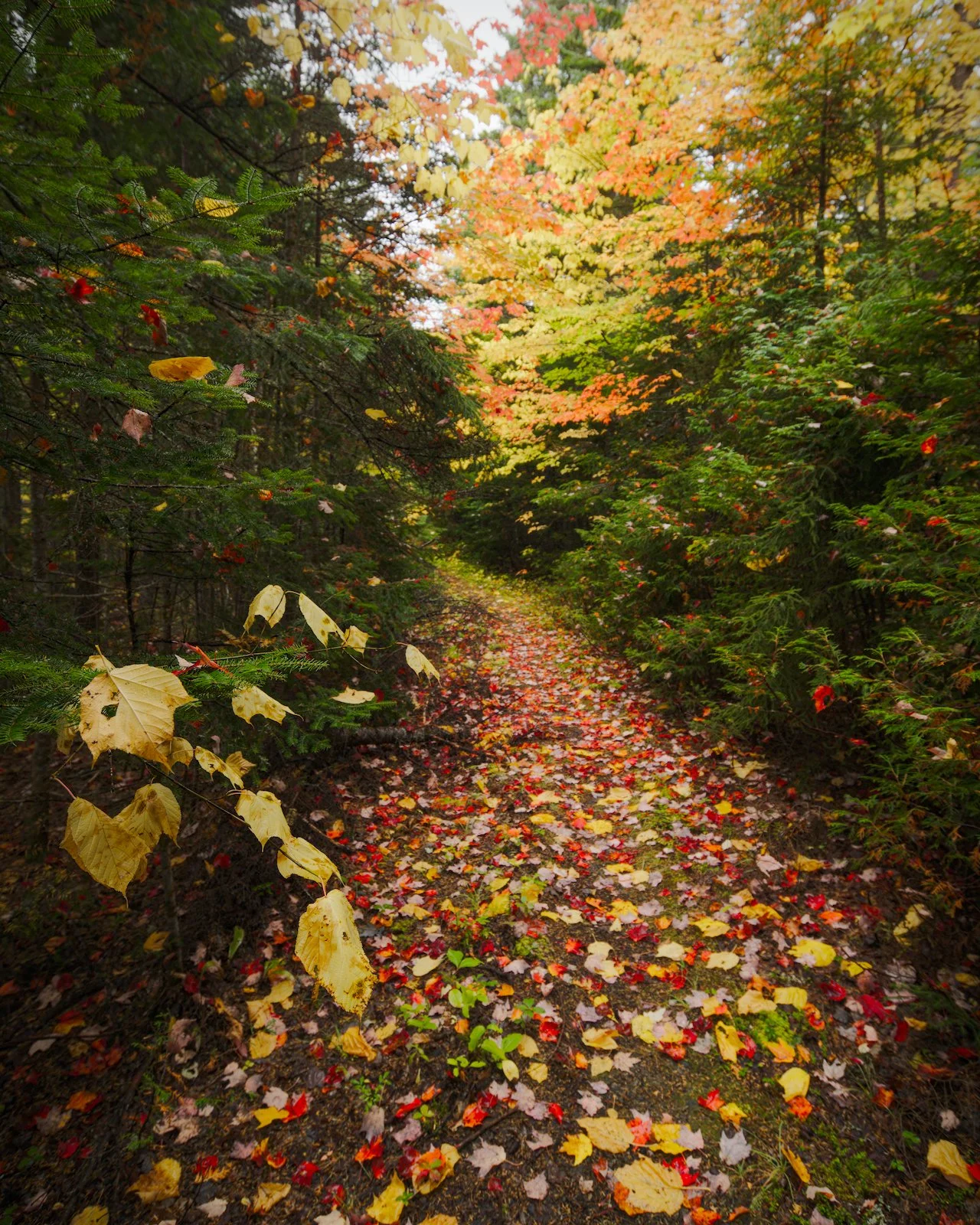 Forest path to Dwelley Pond with fall colors