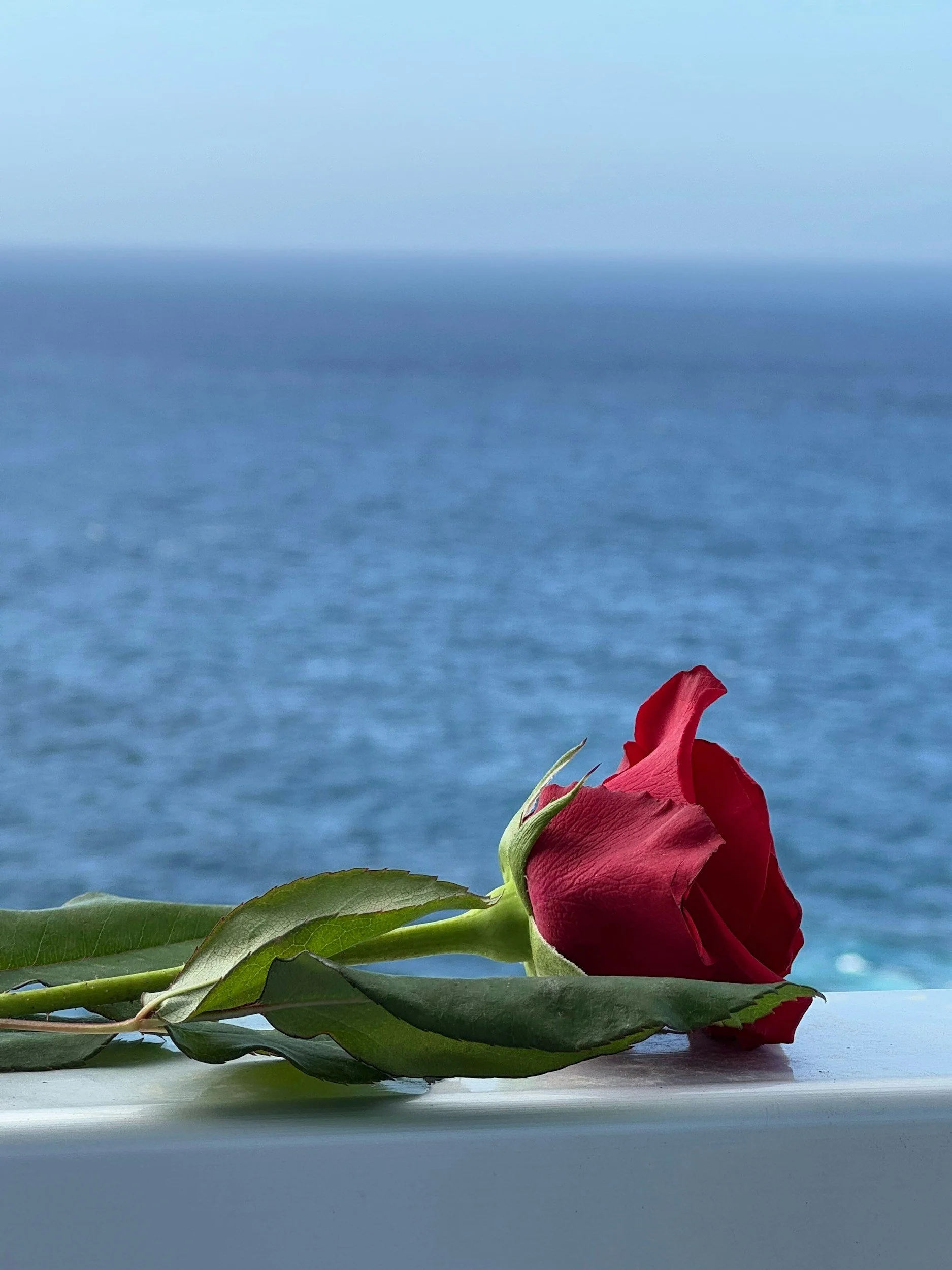 Single rose overlooking the Pacific Ocean in remembrance of a loved one