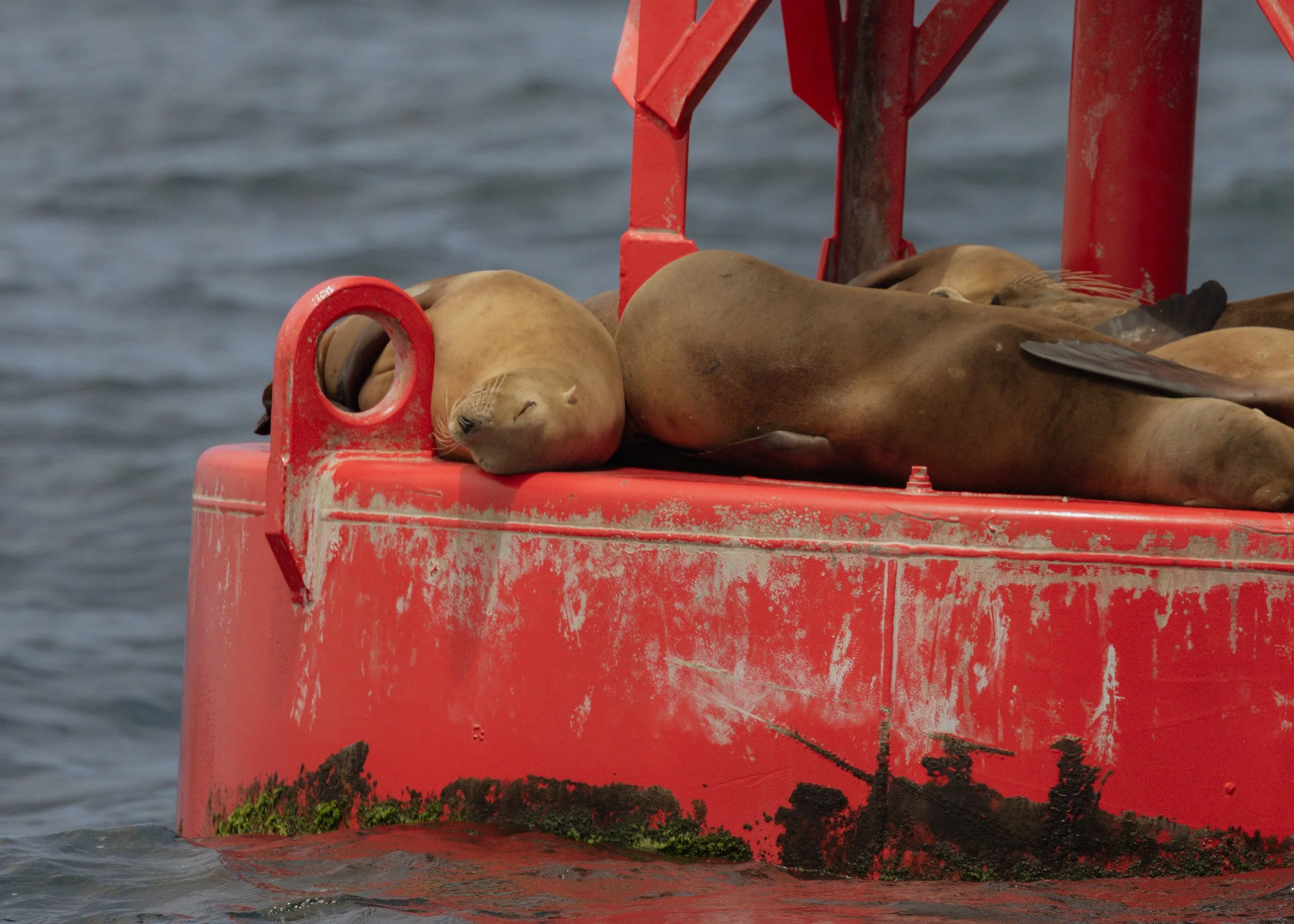 Sea lions on a buoy in the open ocean — unwitnessed burial at sea services available nationwide