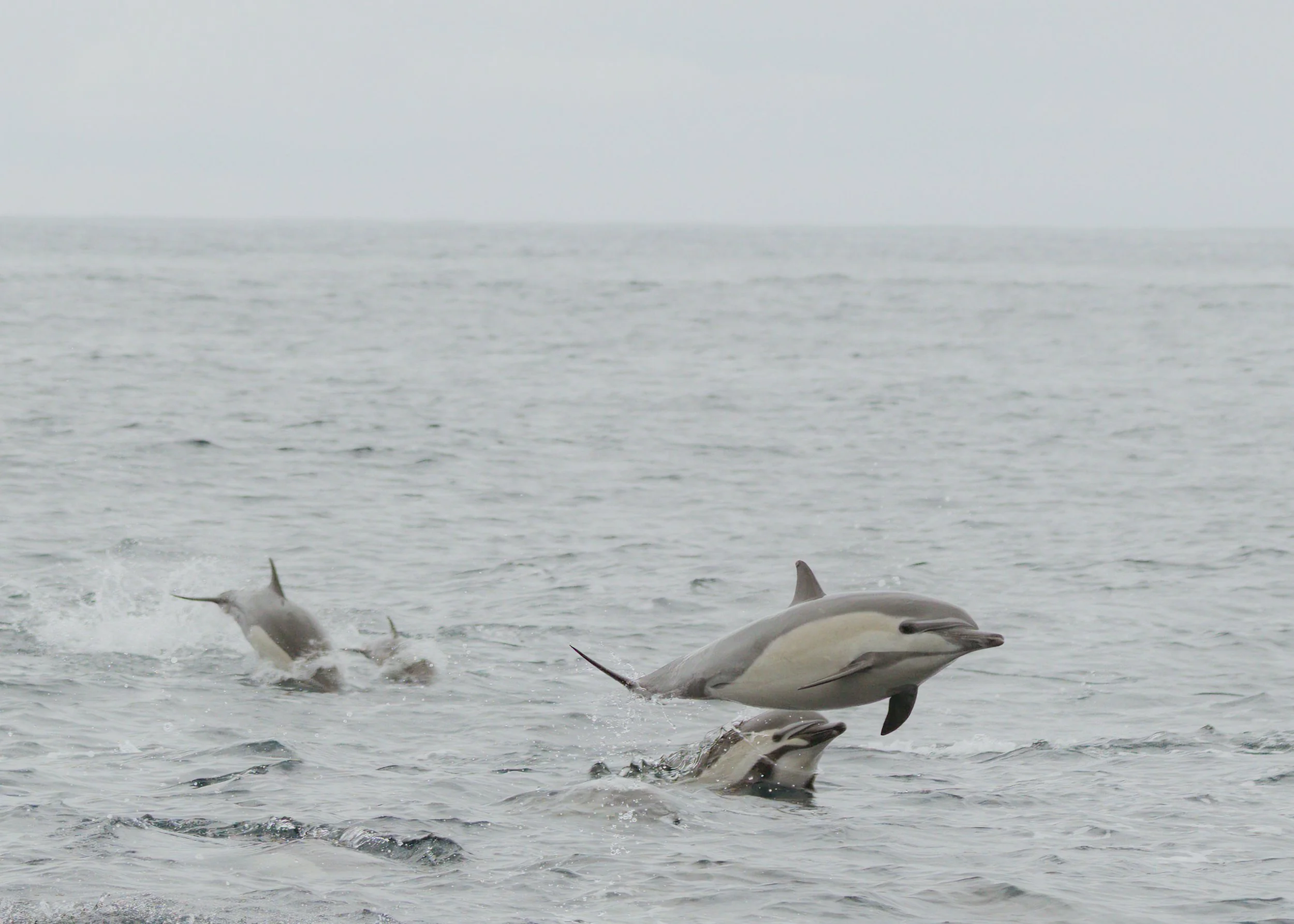 Dolphins swimming in the ocean during a burial at sea ceremony — nationwide unattended ash scattering services