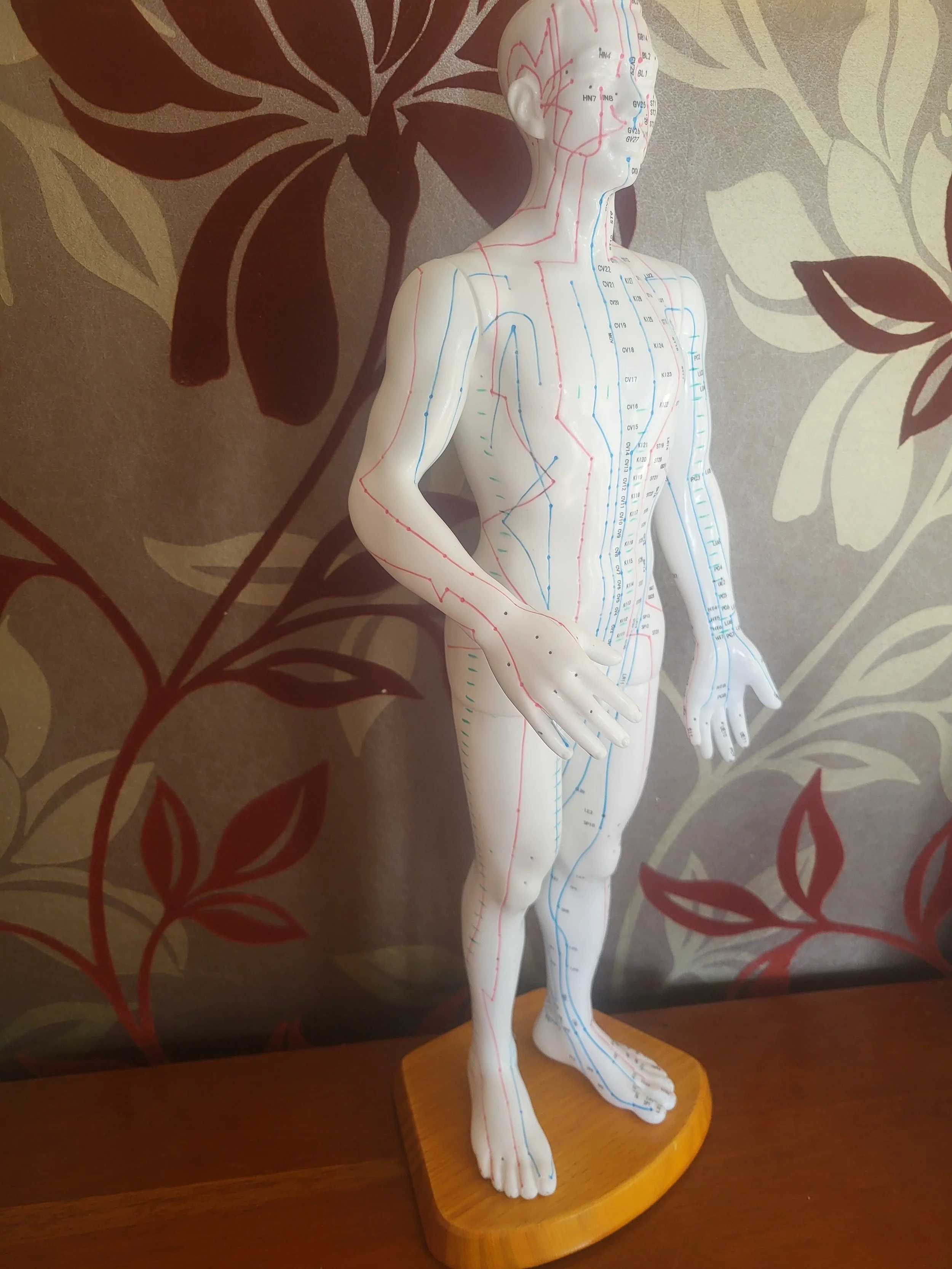 A human anatomy model showing acupressure points with red and blue lines, standing on a wooden base against a floral patterned background.
