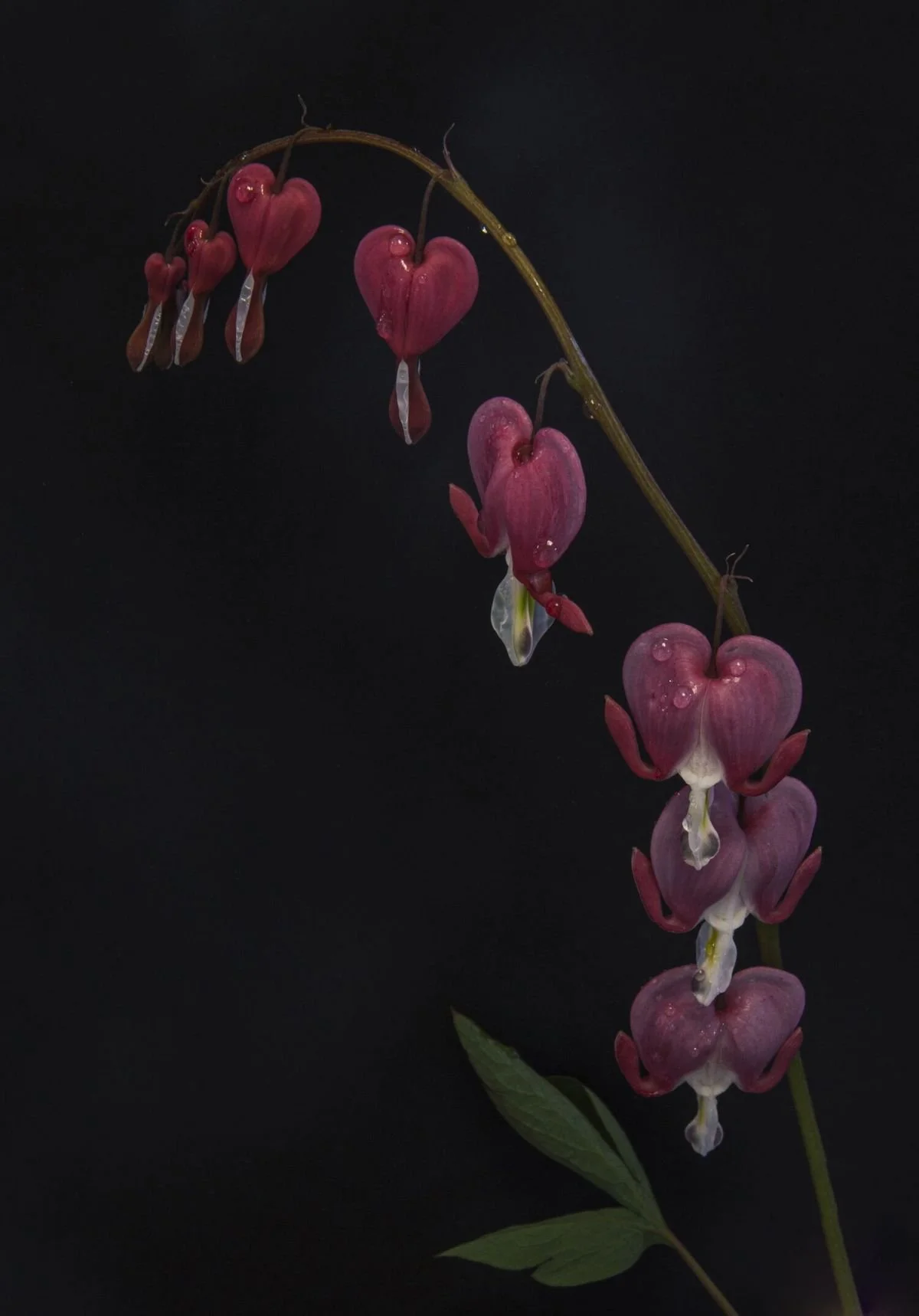 flowers blood hearts copy.jpg