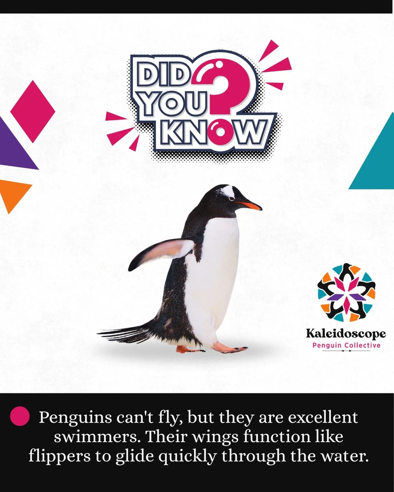 #penguins #funfacts #kaleidoscopepenguincollective #pdx #events