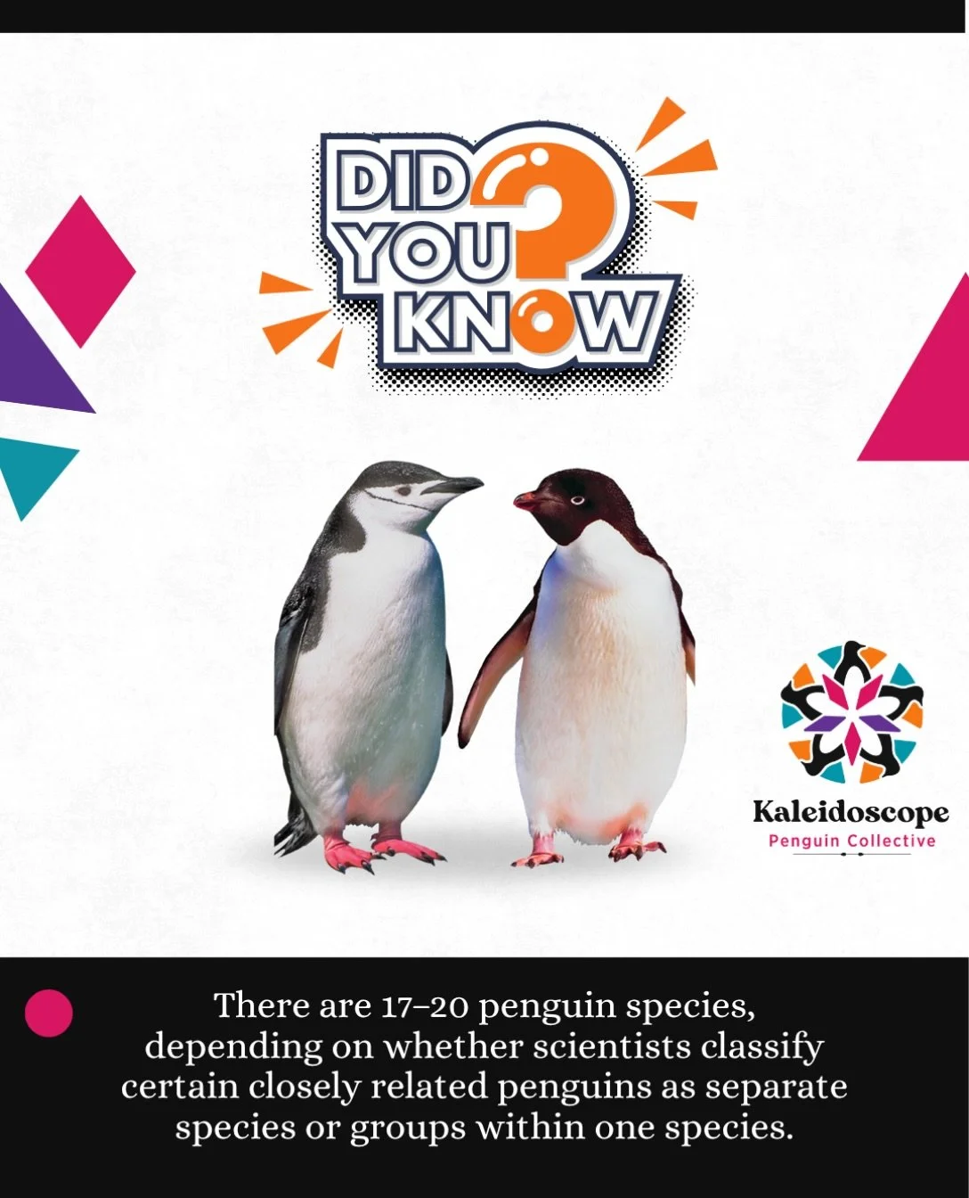 #penguins #funfacts #kaleidoscopepenguincollective #pdx #events