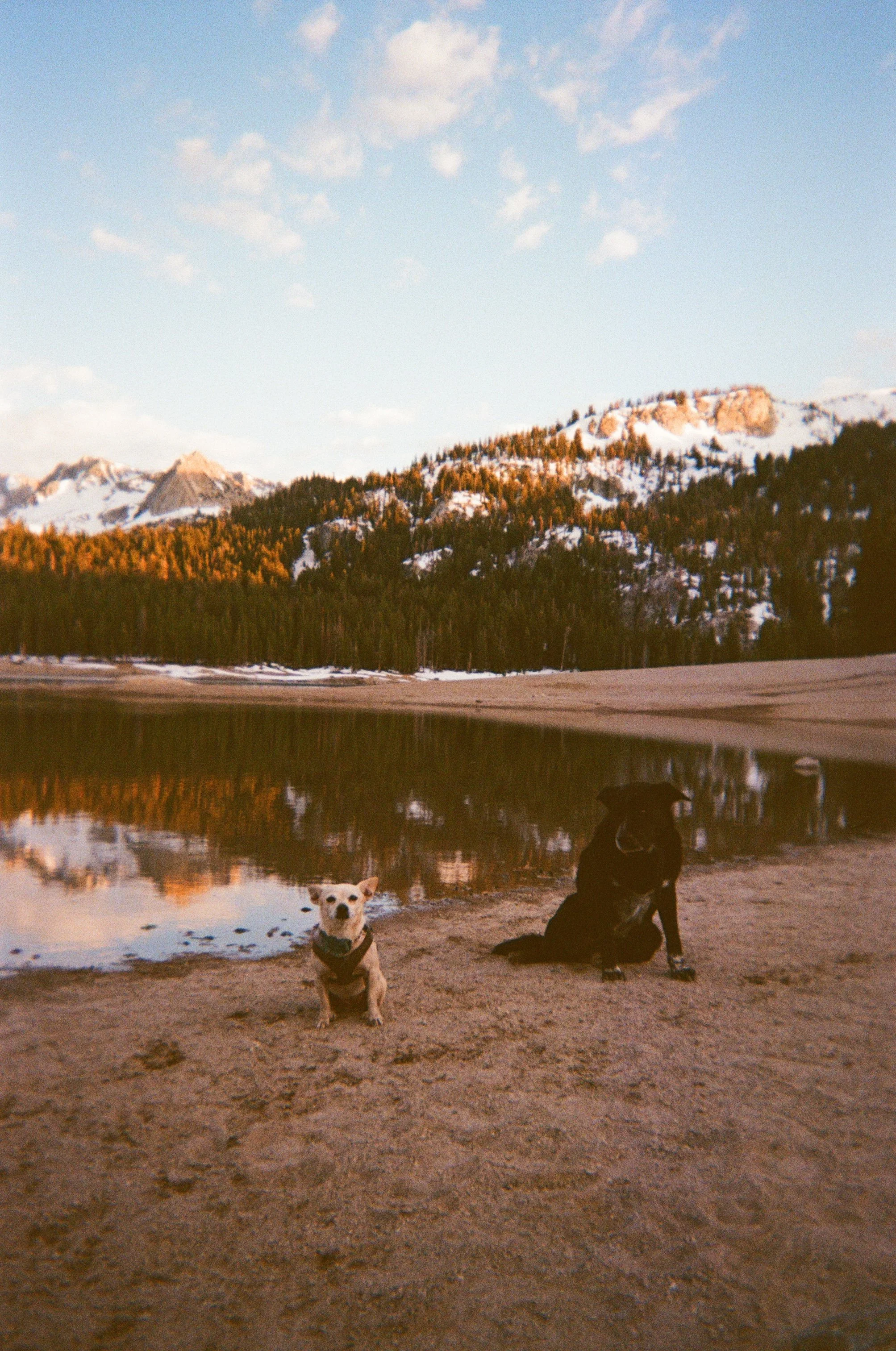 Two dogs, Unagi and Winter at Horseshoe Lake in Mammoth Lakes California during summer sunset. 