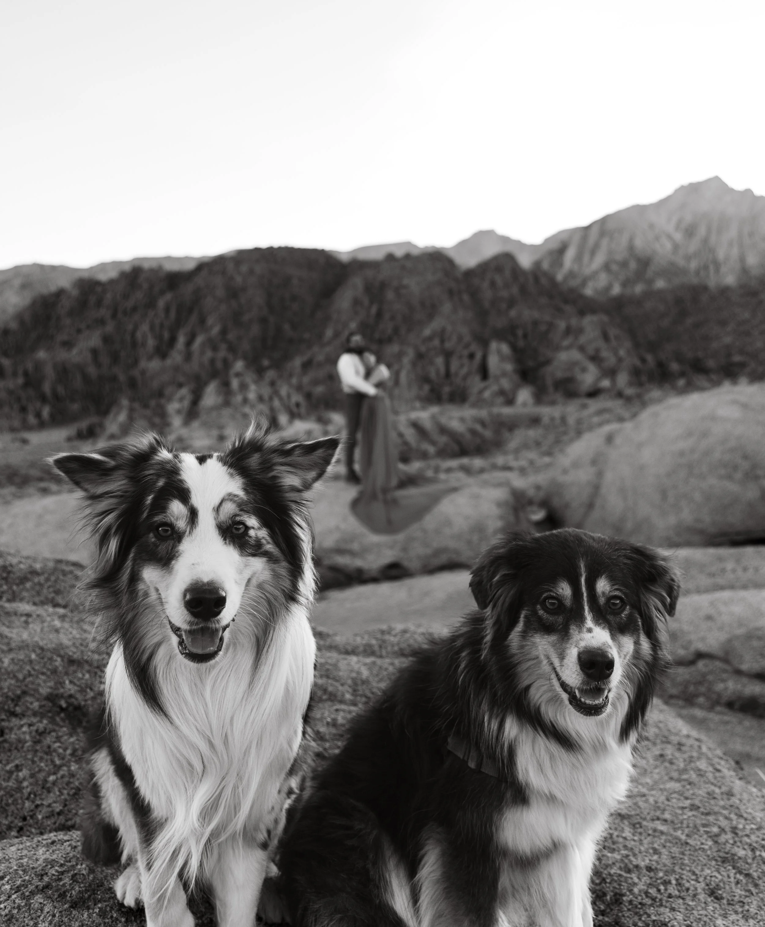 Two dogs, one with a mostly white and black fur pattern and the other with a black, white, and gray fur pattern, standing outdoors on gravel with mountains in the background.