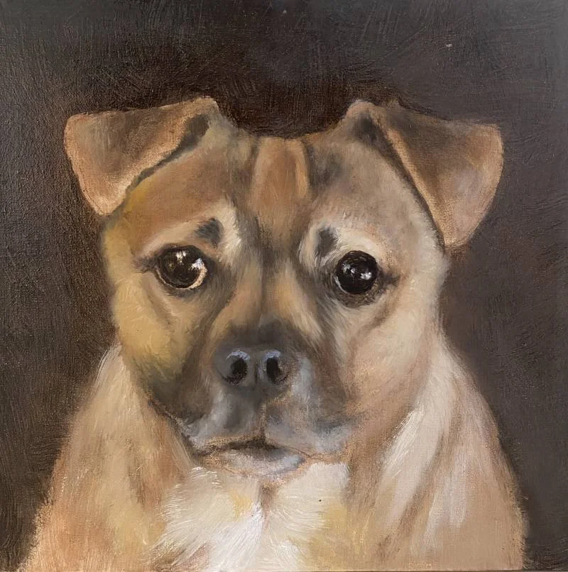 Close-up portrait of a small tan and black dog with large, dark eyes and slightly raised ears, against a dark background.