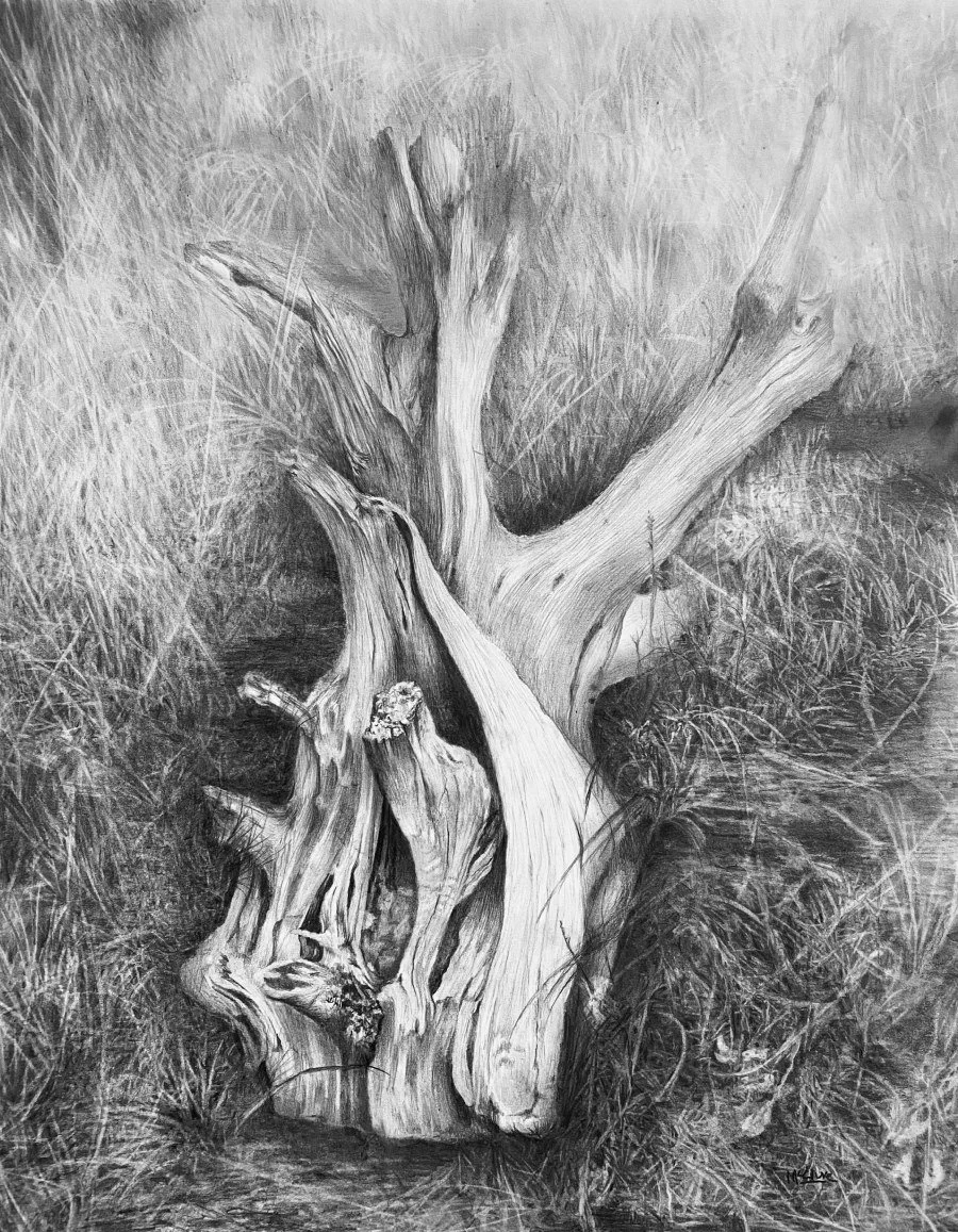 Weathered Wood Graphite Drawing