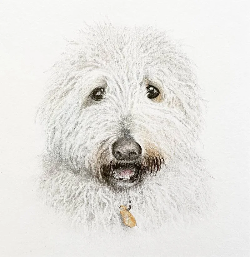 A detailed sketch of a fluffy white dog with dark eyes and a black nose, wearing a small orange tag on its collar.