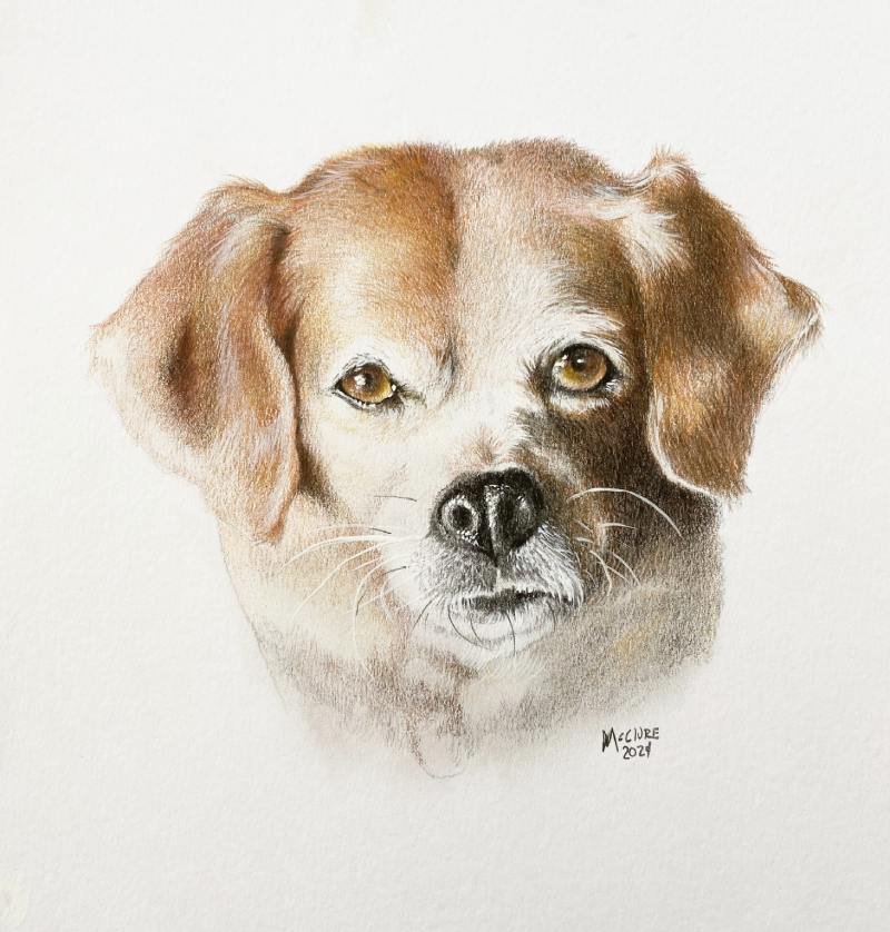 A realistic colored pencil drawing of a mixed-breed dog with brown ears and golden eyes, looking directly at the viewer.