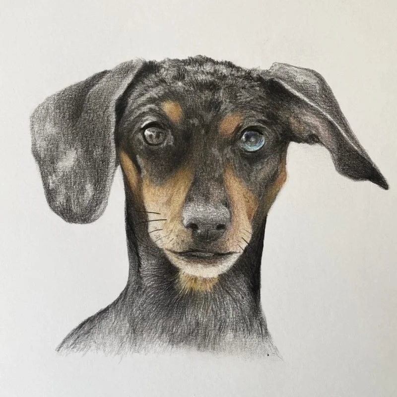 A realistic colored pencil drawing of a young black and tan dachshund with one blue eye and one brown eye.