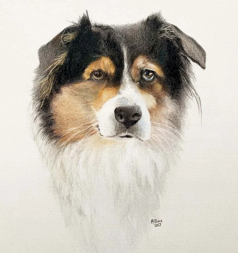 Painting of a dog with black, white, and tan fur, featuring blue eyes, on a plain white background.