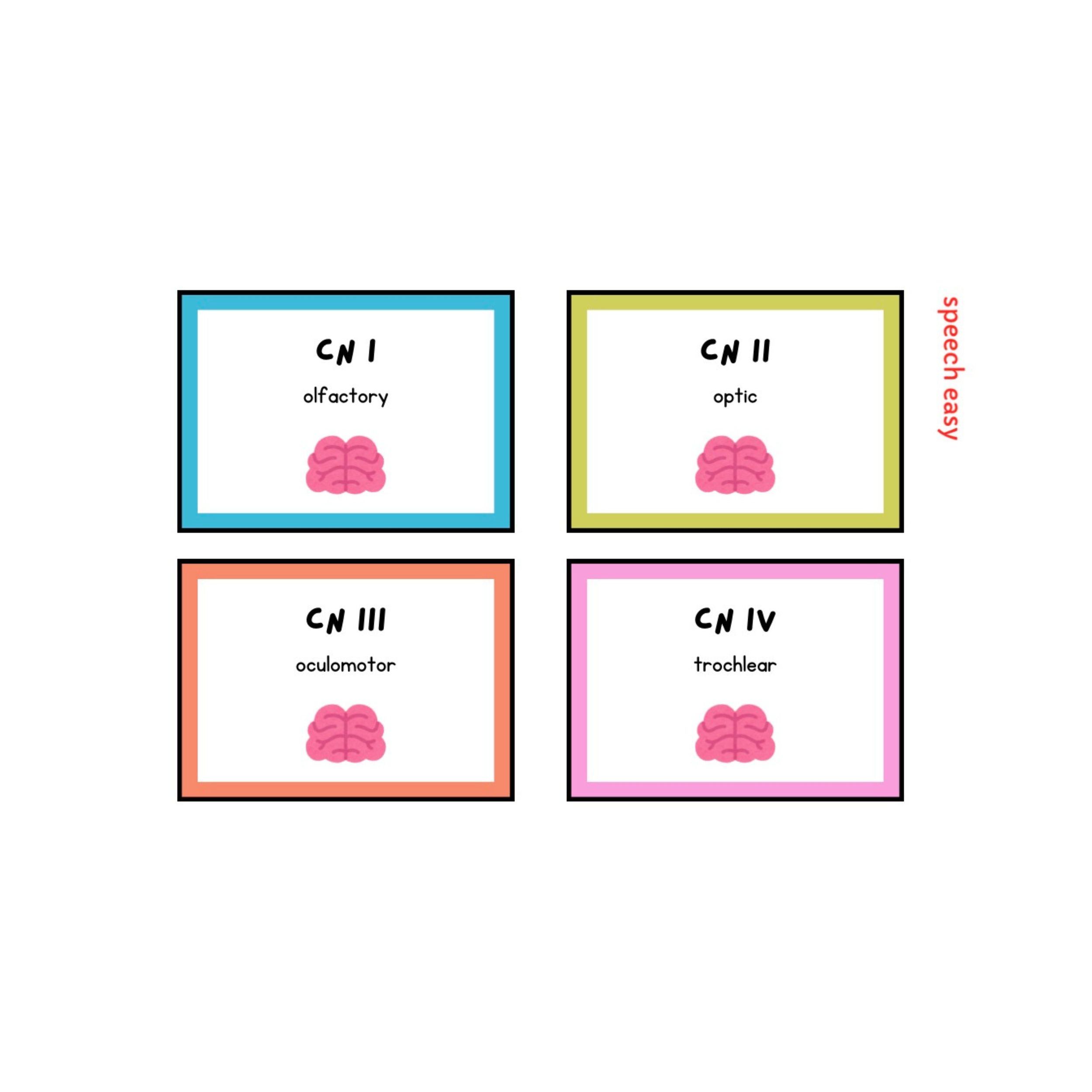 cranial nerves flashcards, printable