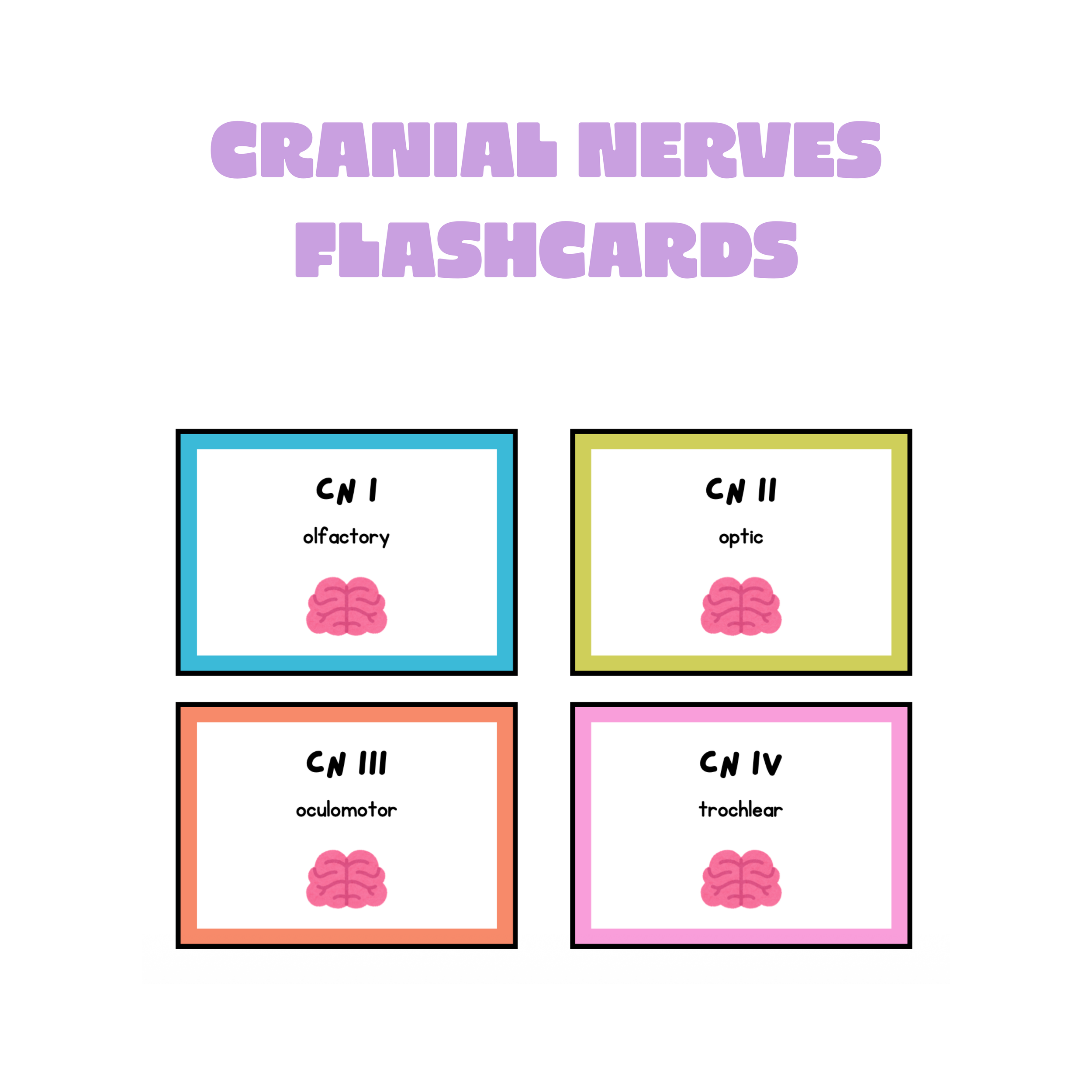 cranial nerves flashcards image.png