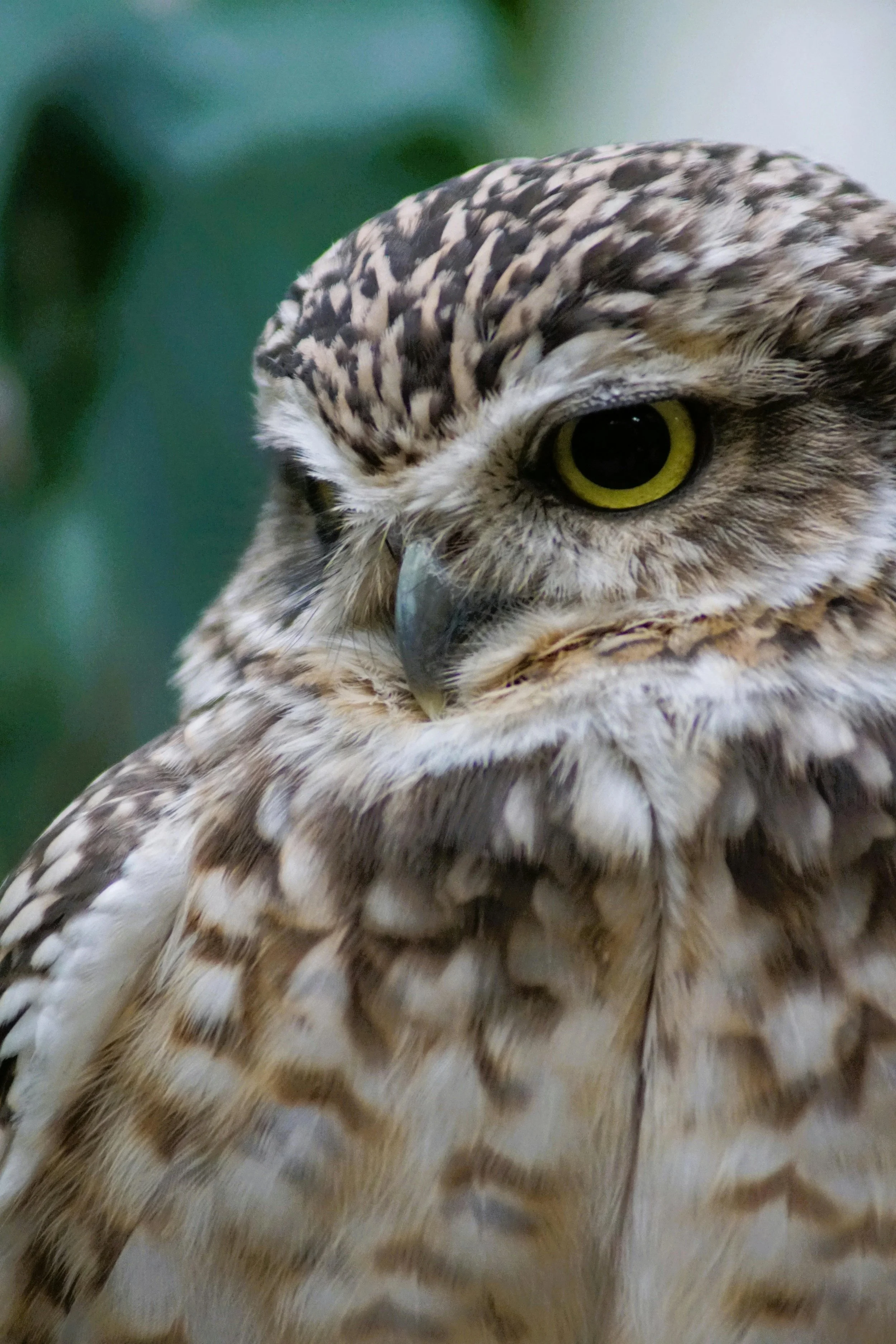 Close-up of a bird of prey, likely a hawk or falcon, with sharp yellow eyes and brown and white feathered head and body.