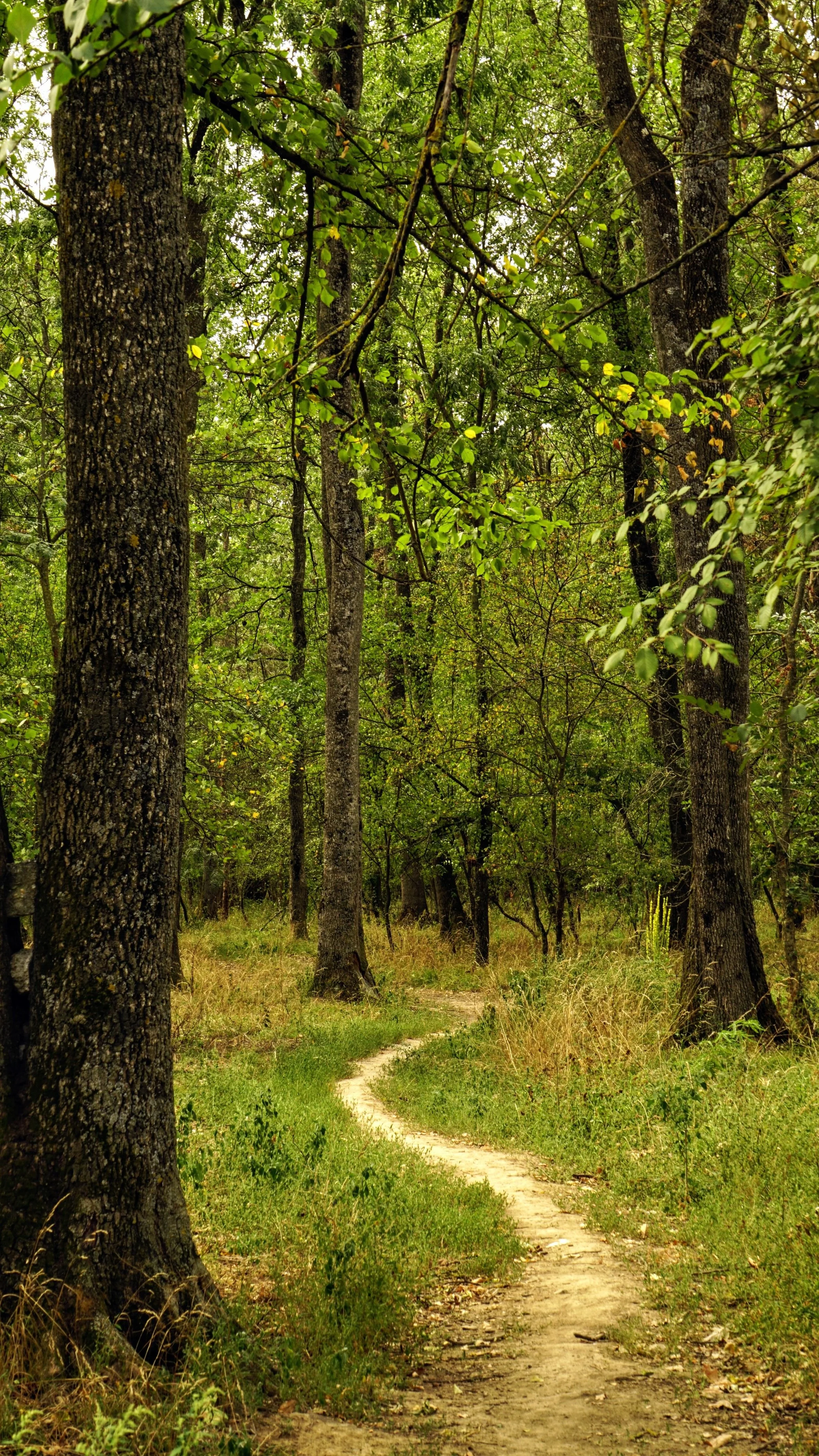 A narrow dirt trail winds through a dense green forest with tall trees and lush foliage.