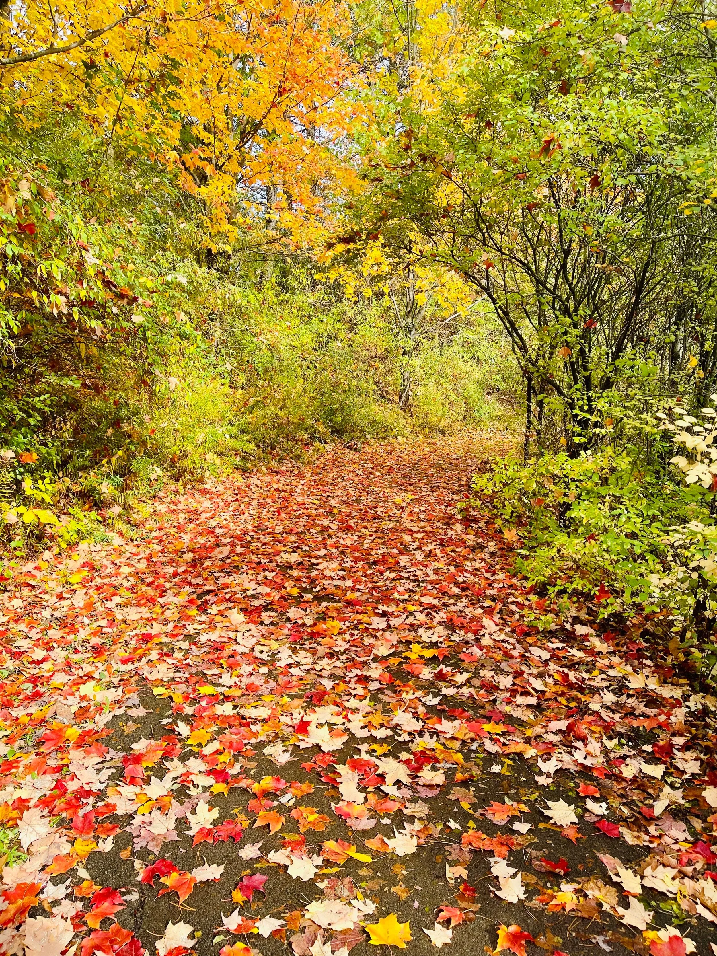 A sidewalk covered with fallen autumn leaves in shades of red, orange, yellow, and brown, surrounded by trees with leaves in similar fall colors.
