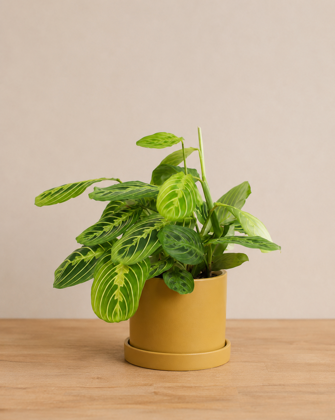 Plant Lover