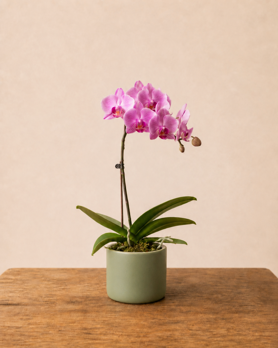 No Orchid-ary gift