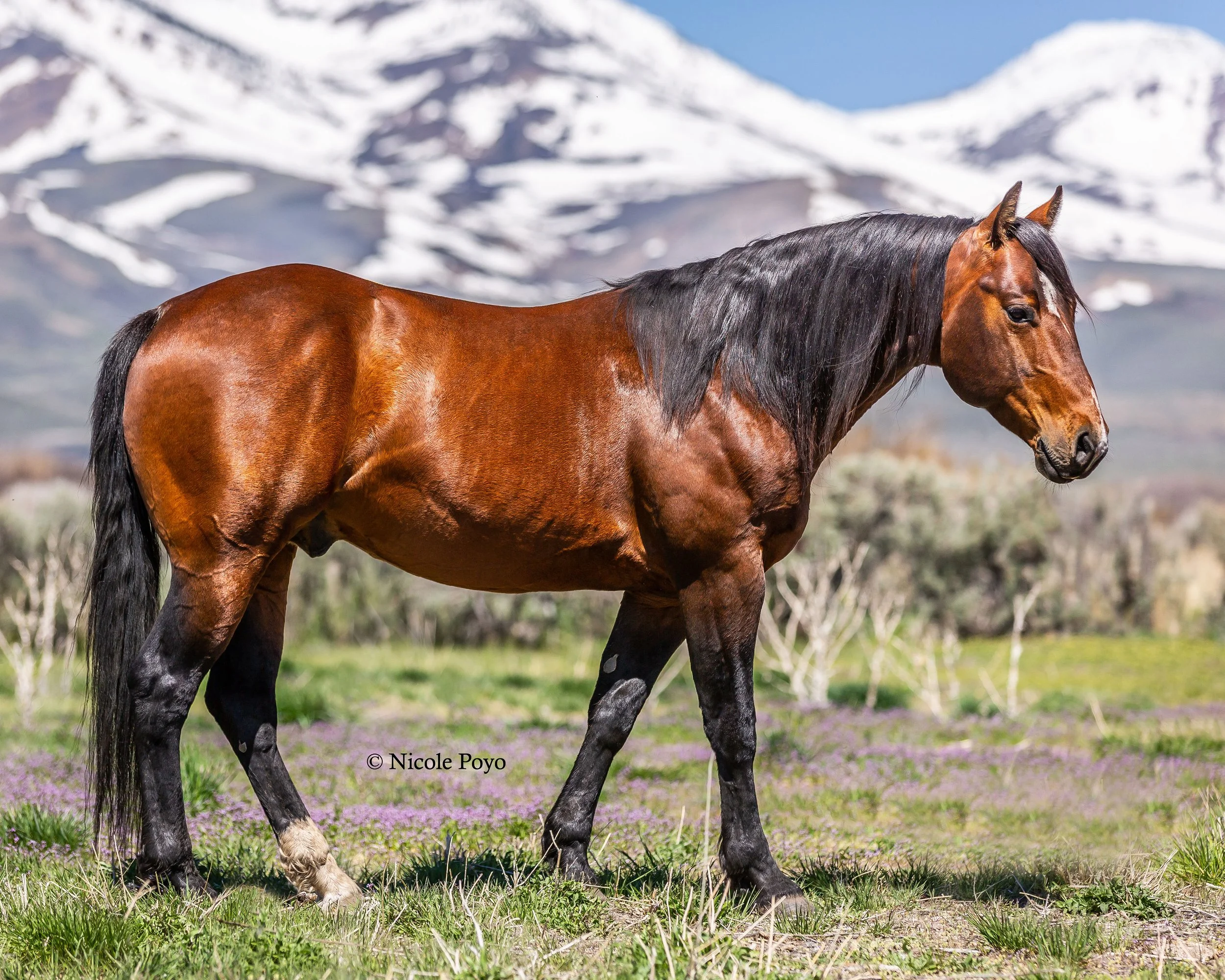 A brown horse with a black mane standing in a field of green grass and purple flowers, with snow-covered mountains in the background.