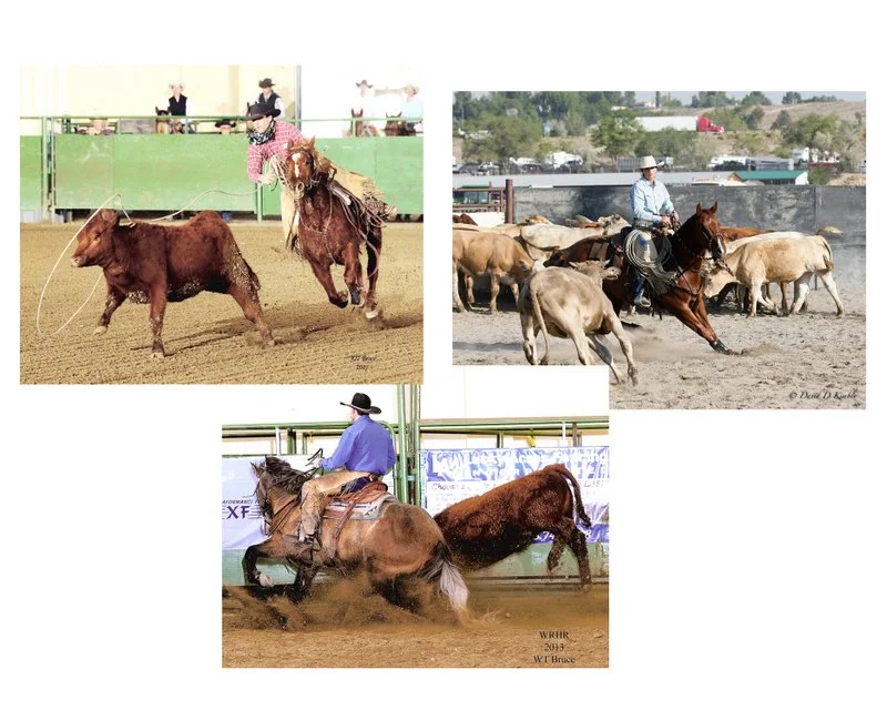 Three different scenes of horse riding and cattle herding: the top left shows a cowboy roping a calf in an arena, the top right displays a cowboy herding cattle outdoors, and the bottom features a cowboy riding a bucking horse indoors at a rodeo.