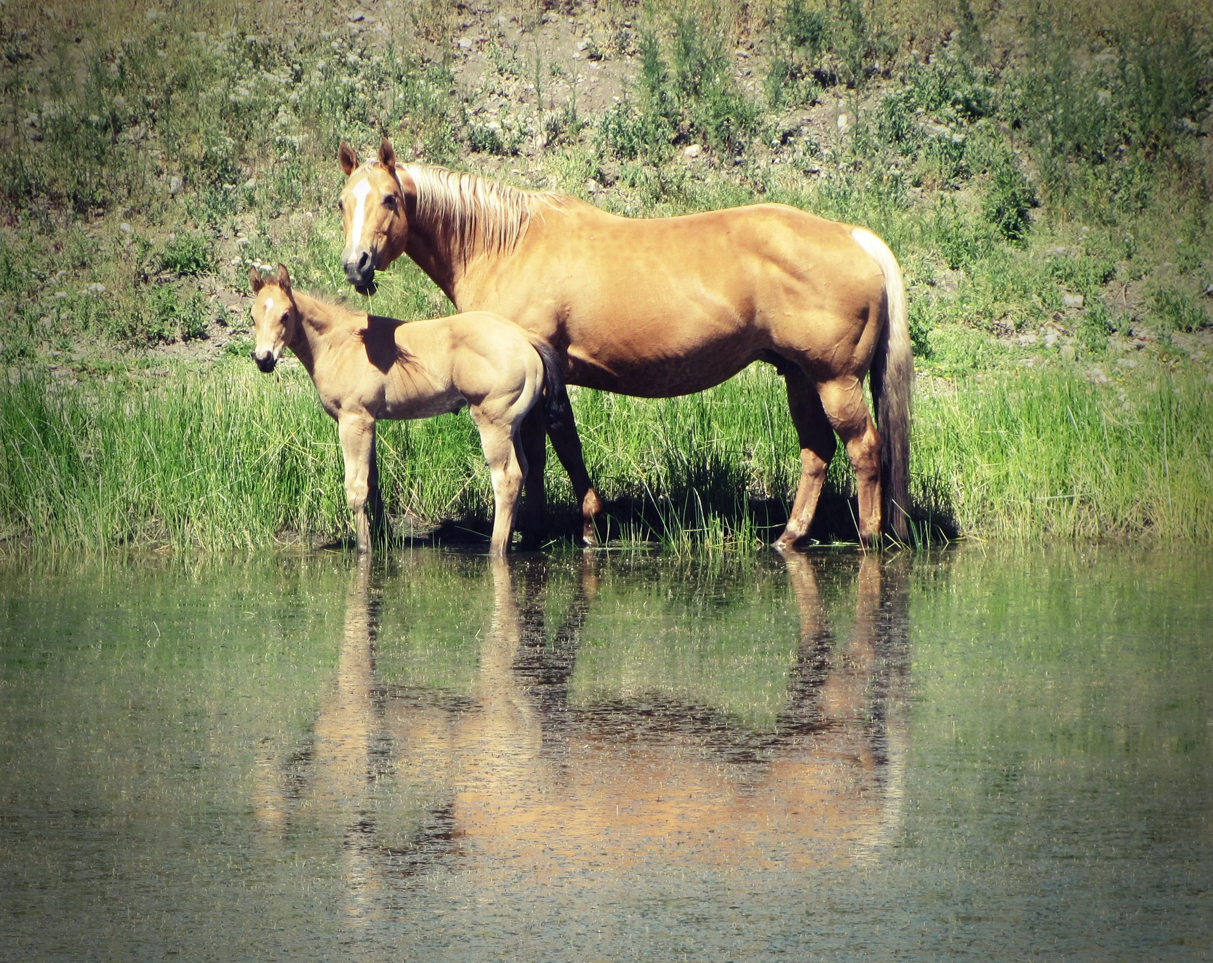A horse and a foal standing in shallow water in a grassy field with greenery in the background.