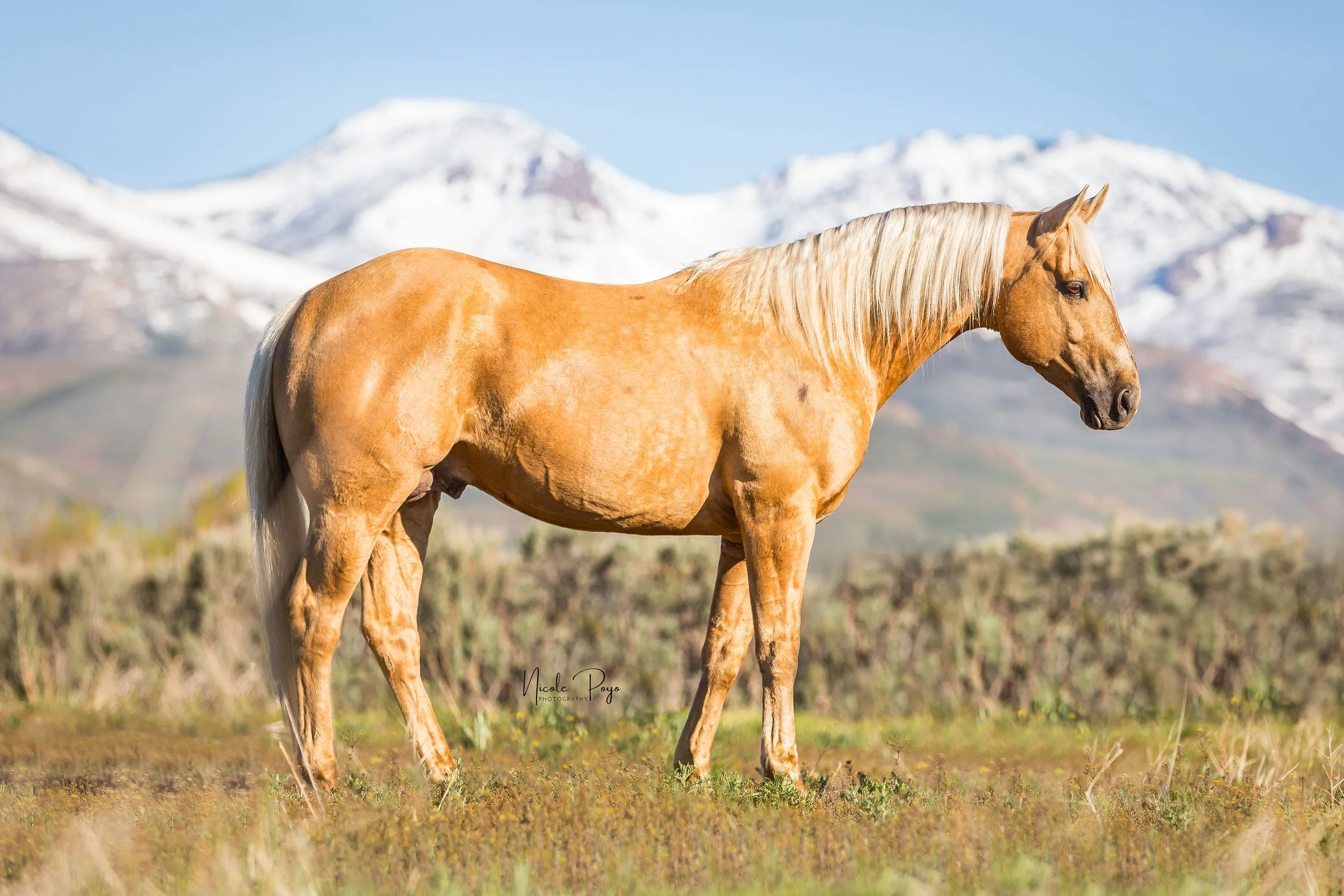 A tan horse with a light mane standing in a grassy field with snow-capped mountains in the background.