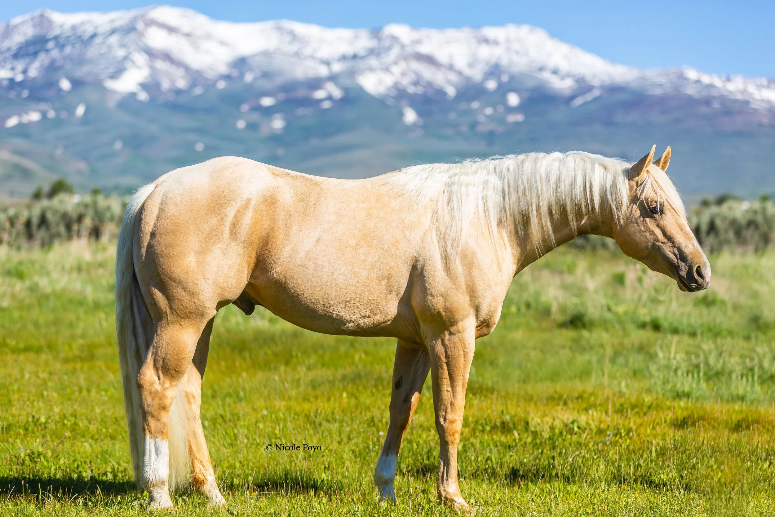 Palomino horse grazing on green grass with snow-capped mountains in the background.