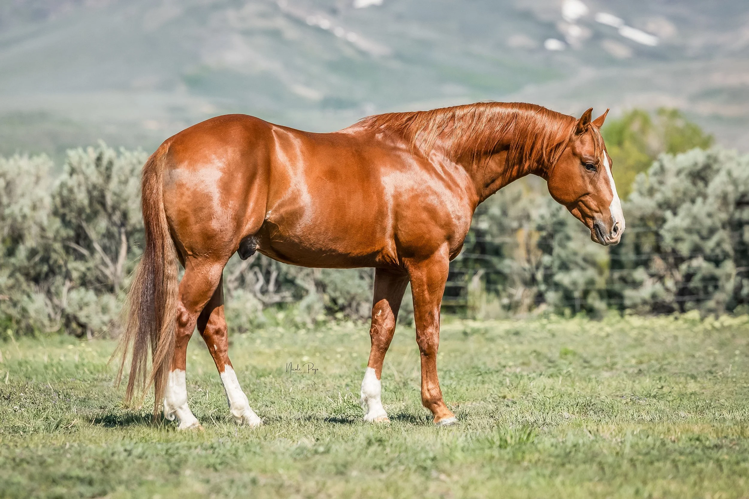 A chestnut horse with a white blaze on its face standing on green grass with a background of bushes and distant hills.