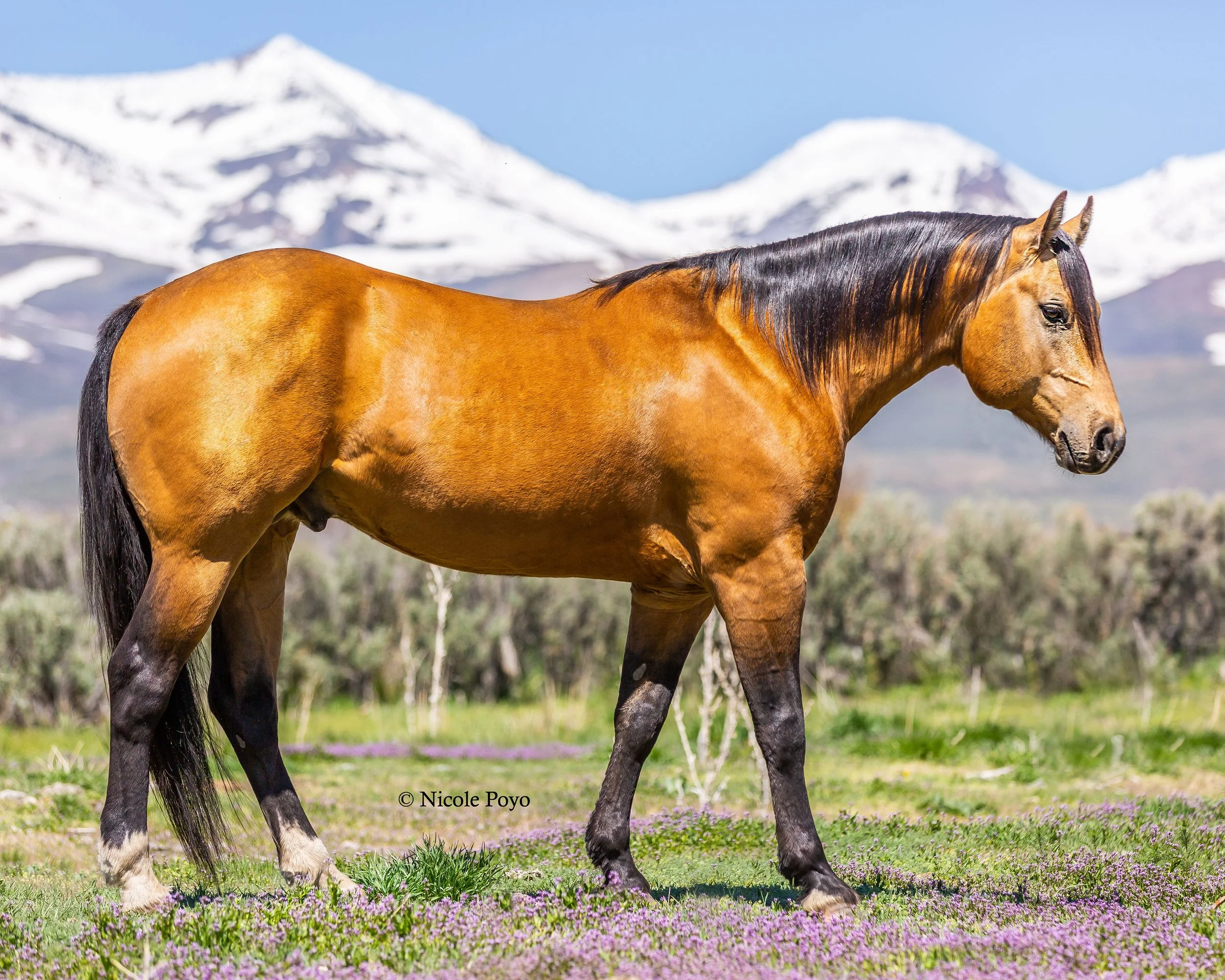 A brown horse with black mane walking on grass with purple flowers, snow-capped mountains in the background.