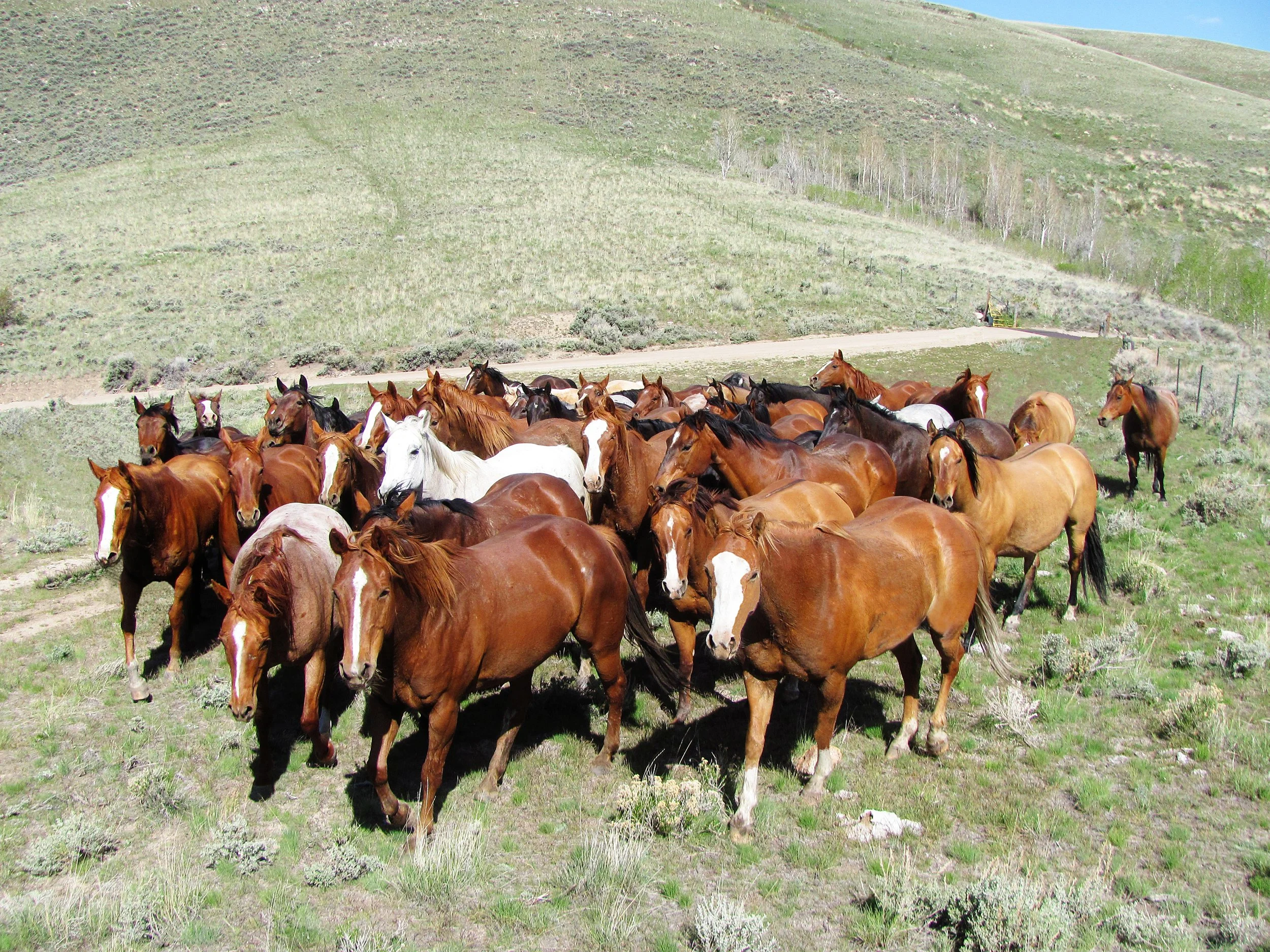 A large herd of horses, including various shades of brown, black, and white, gather on a grassy hillside with a dirt path and a fence in the background. The landscape features rolling green hills under a partly cloudy sky.