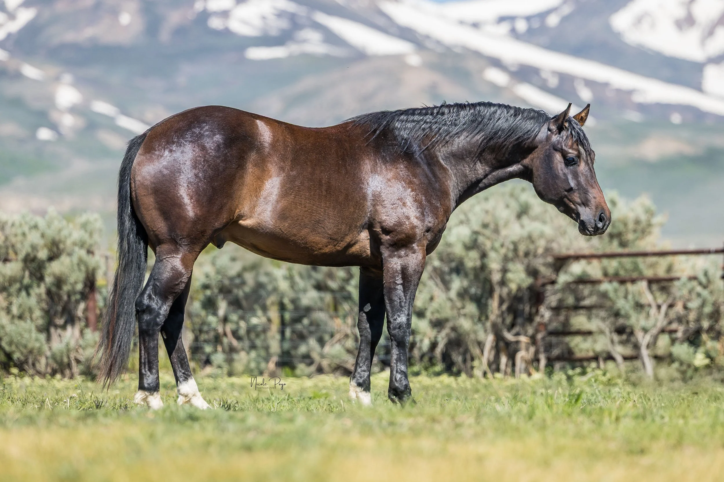 A brown horse with black mane and tail standing in a grassy field with mountains and snow in the background.